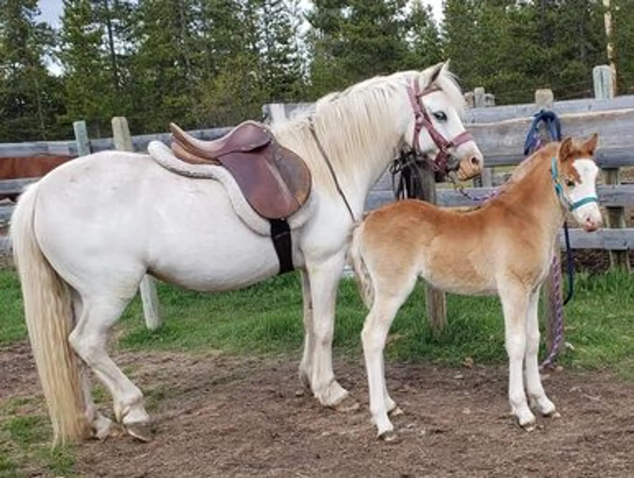 Northern Twilight Farm
