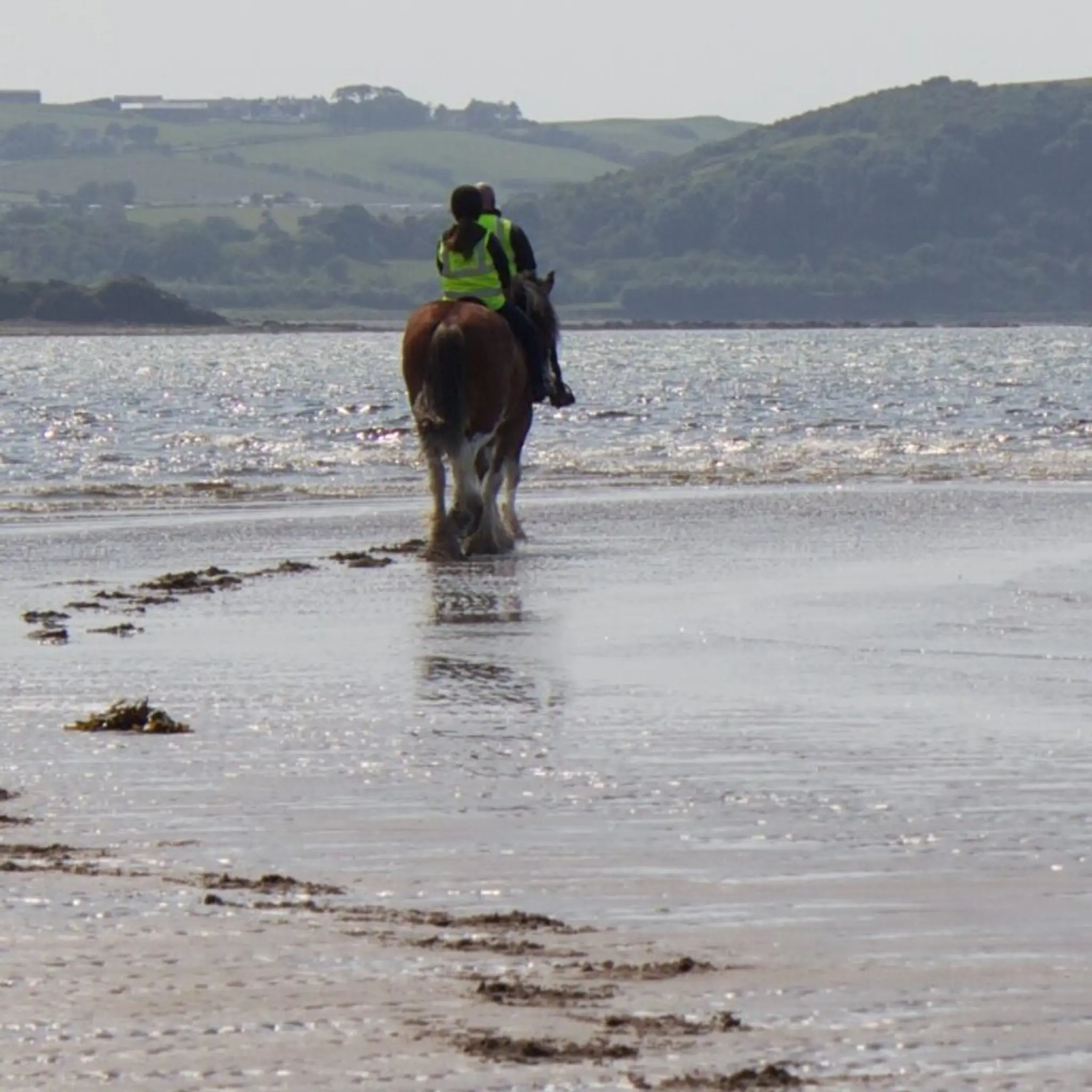 Blackstone Clydesdales