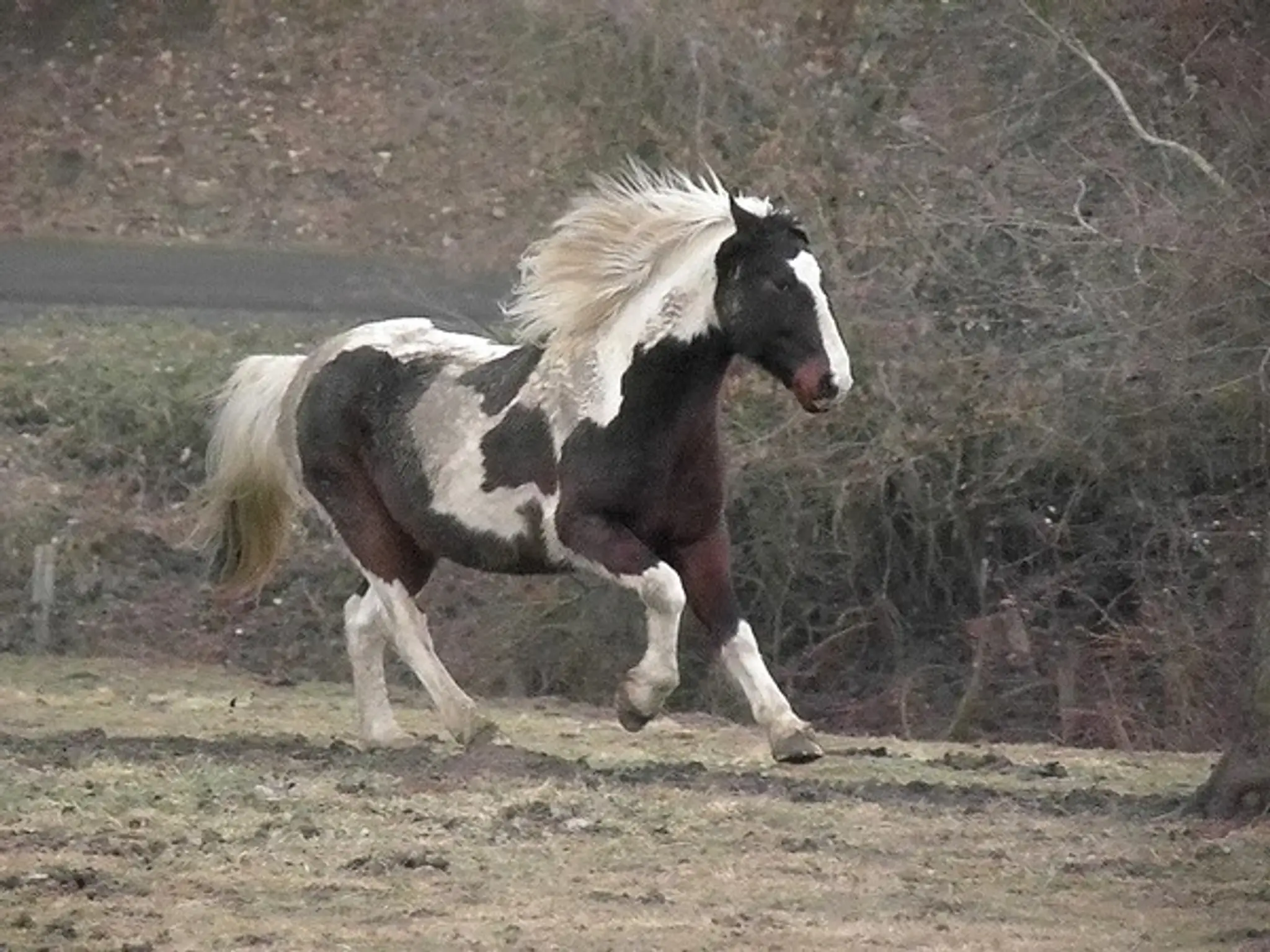 Natur'a Cheval
