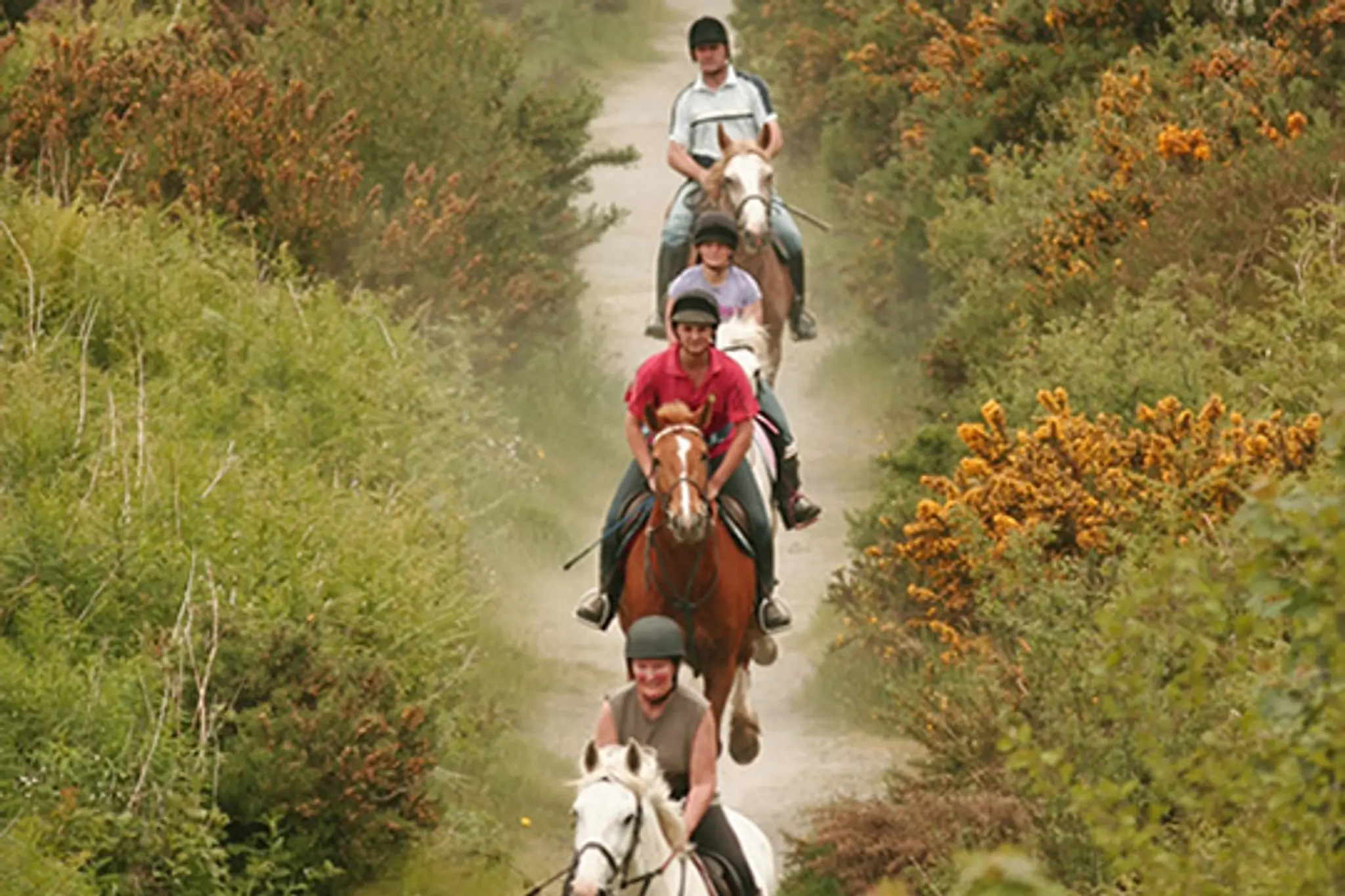 Lake Tour Stables