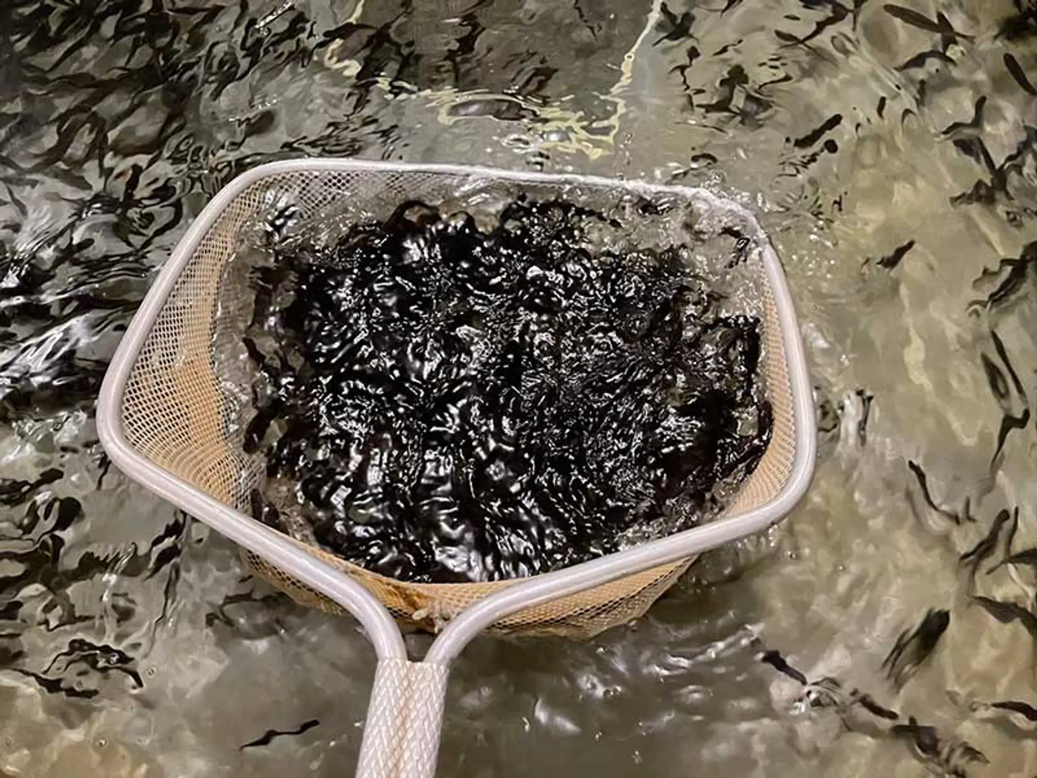 Kincardine Fish Hatchery