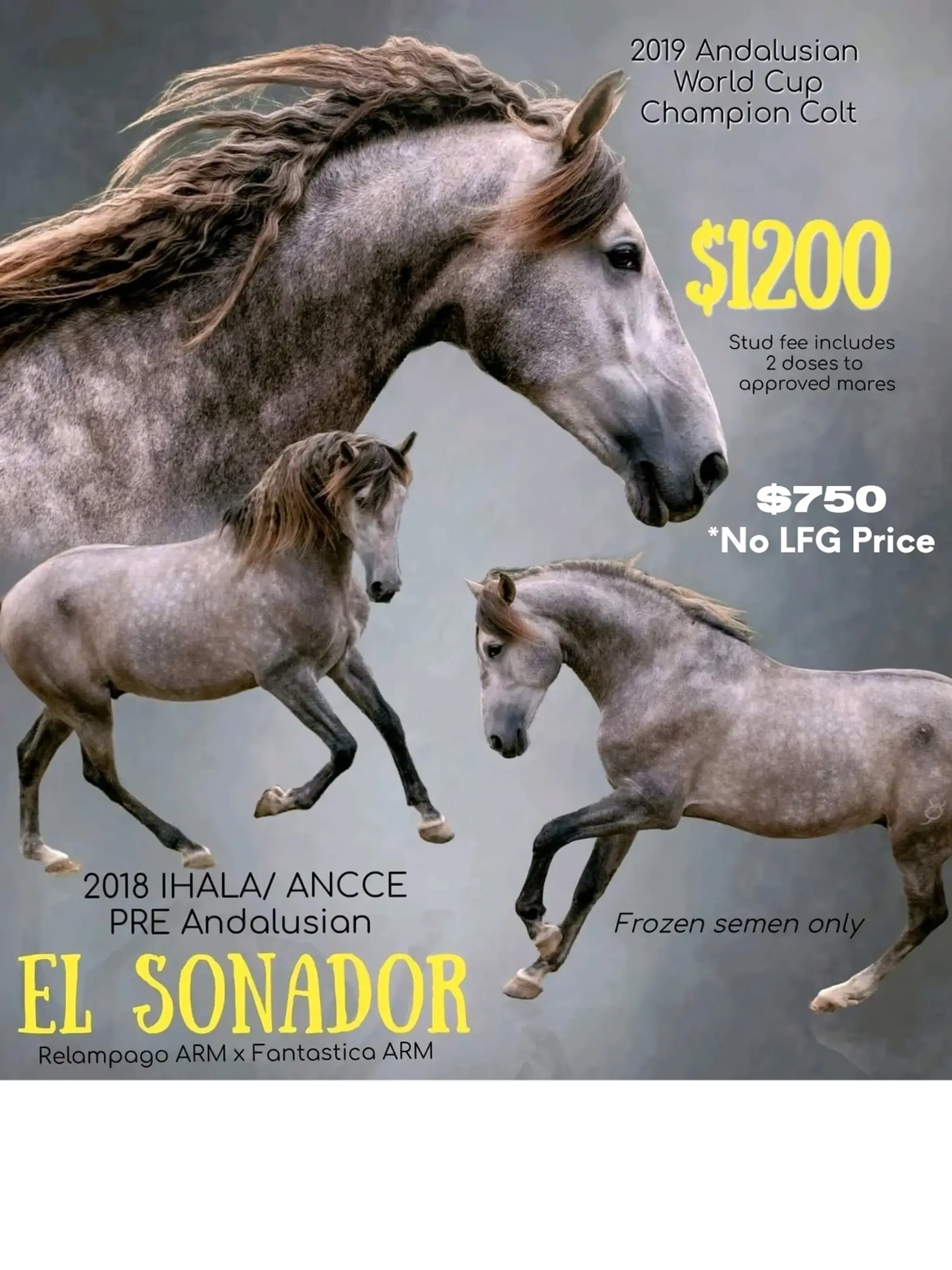 Adiva Murphy Horsemanship