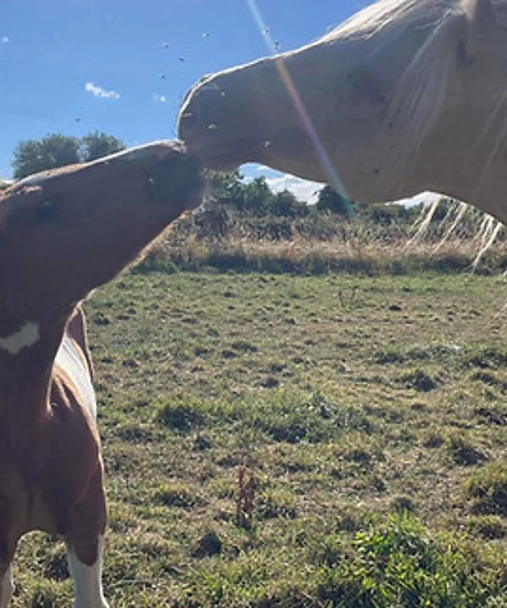 Les Poneys Des Volcans