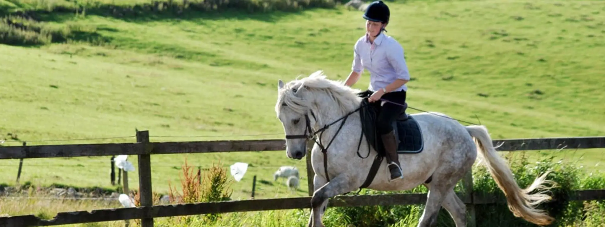 Diamonds Equine Renvyle - The Connemara Pony National Stud