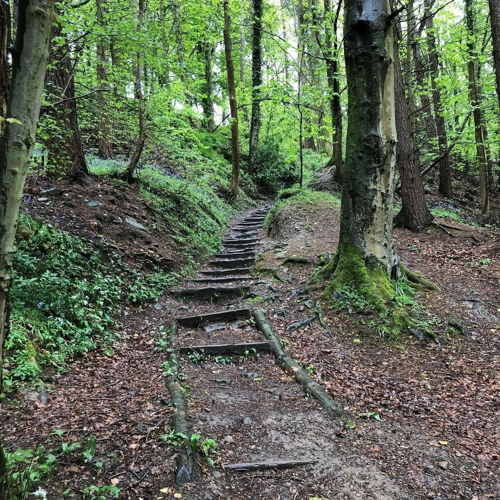 Bee-lieve in You Wellbeing with Sue