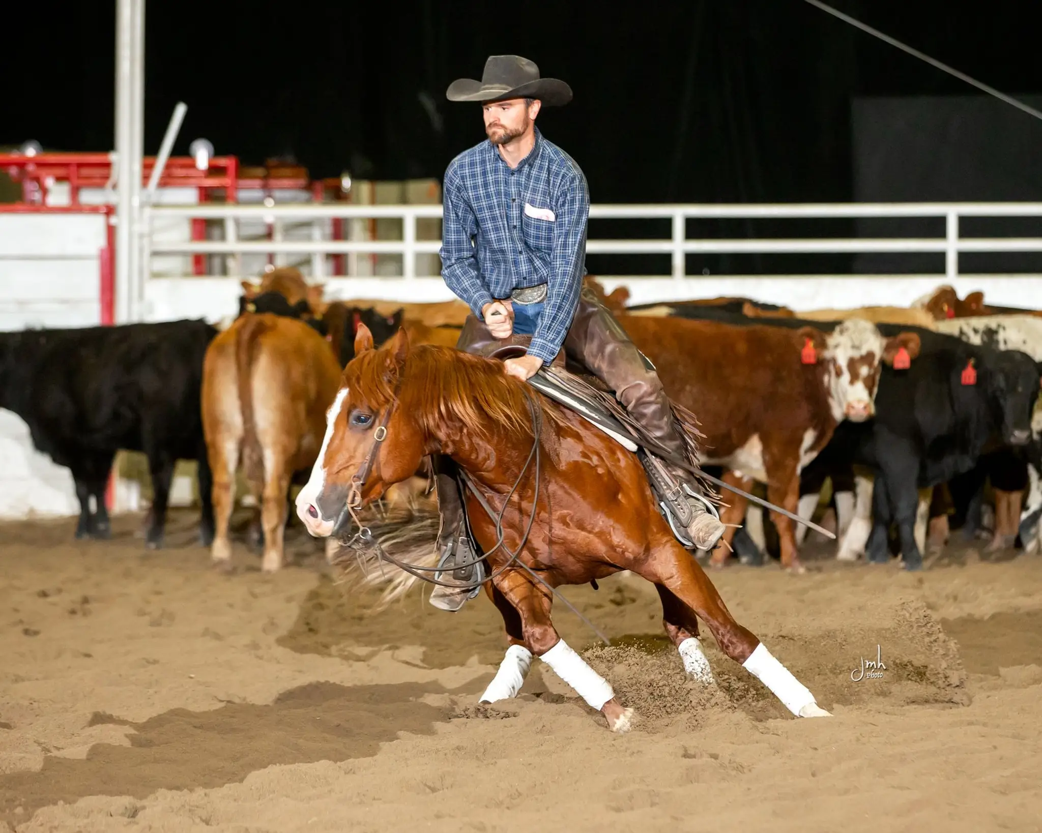 Darroch Performance Horses