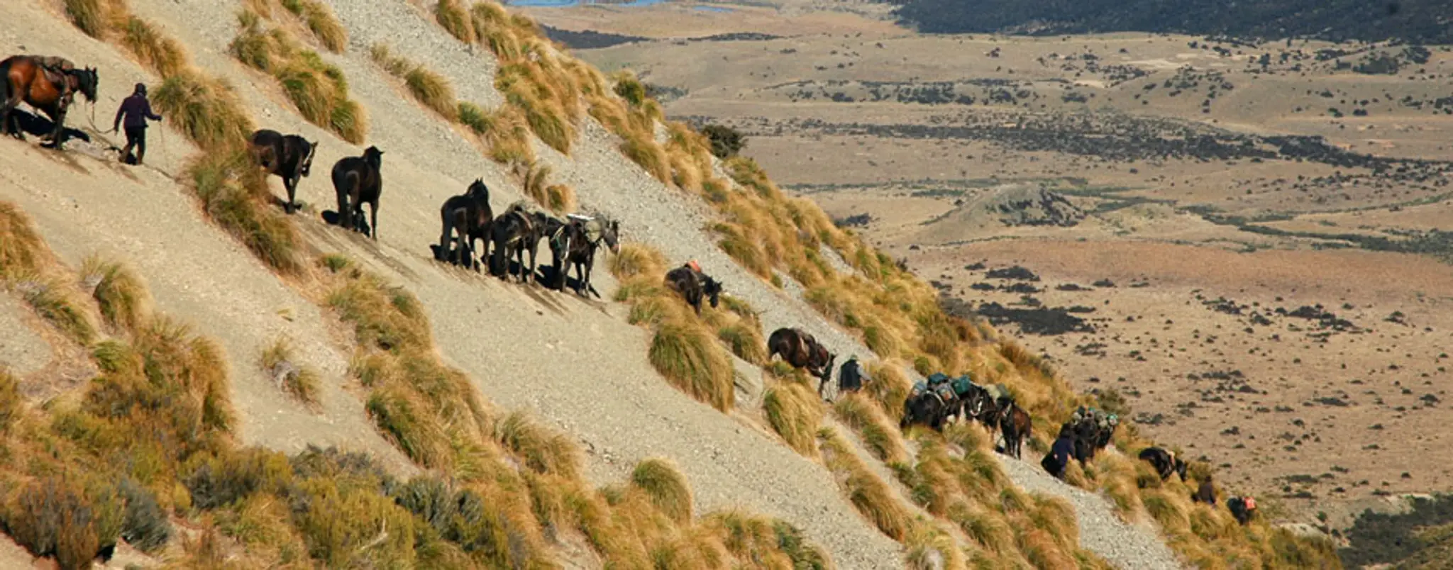 Alpine Horse Safaris