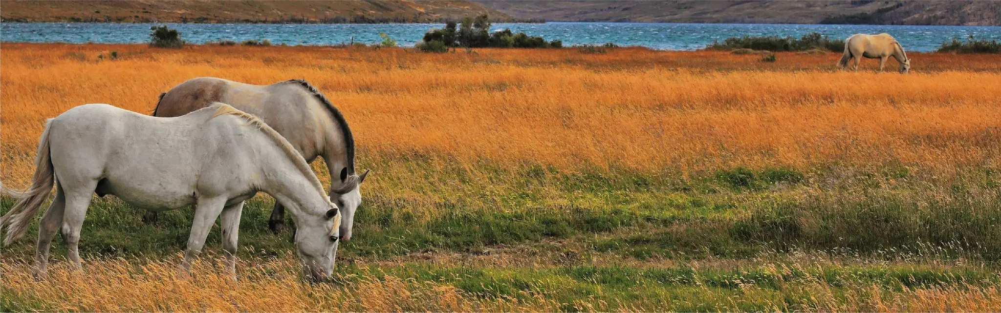 Fondation questre Red Robin