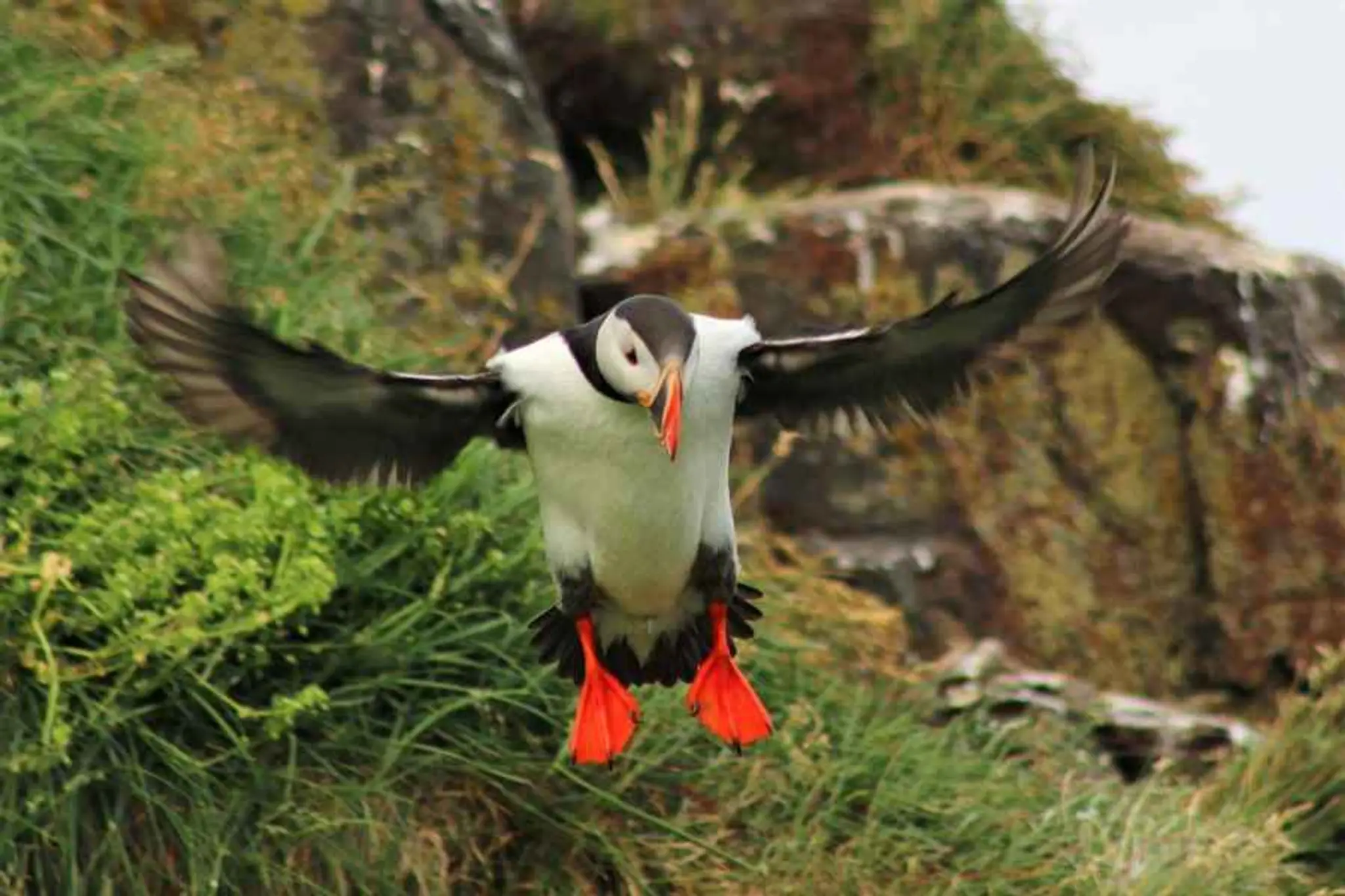 Skye Marine Wildlife and Fishing Trips