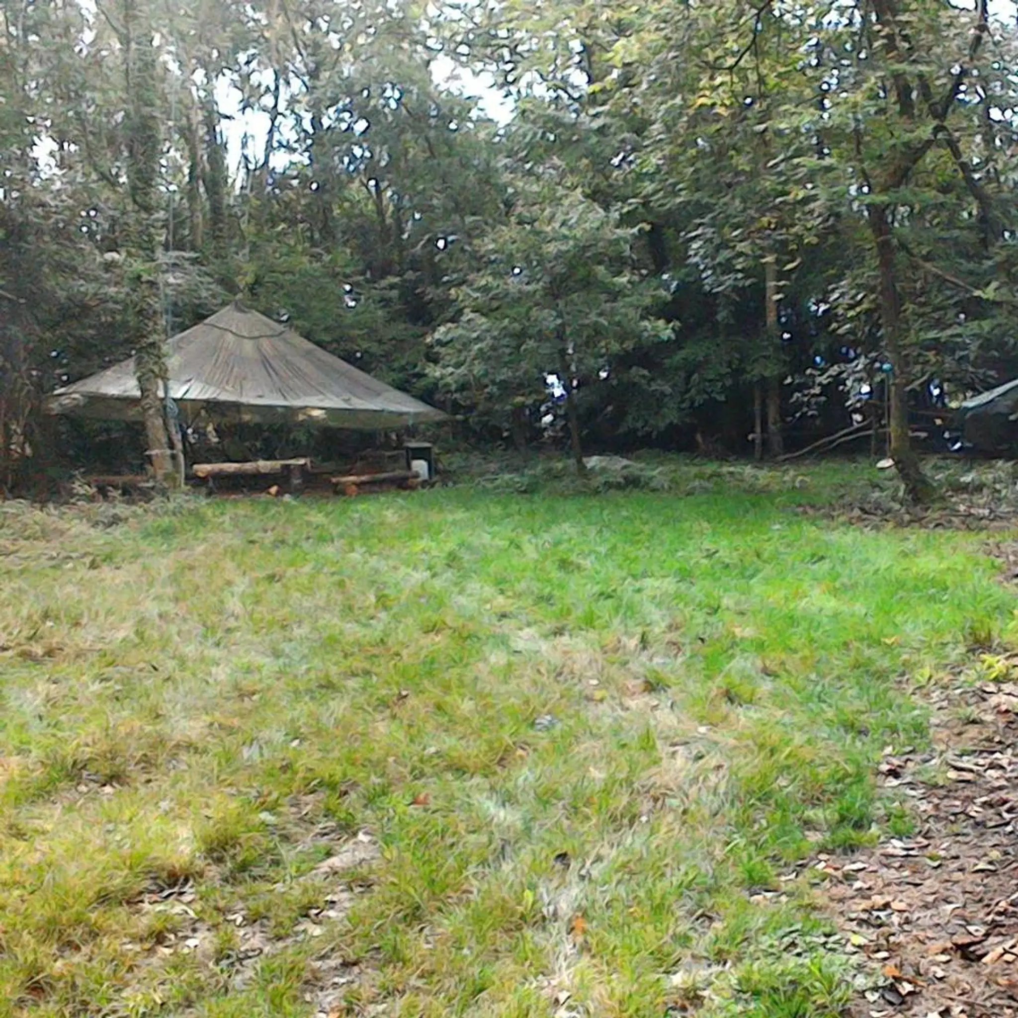 Wild Woodland Celebrations at West Ruggers Green