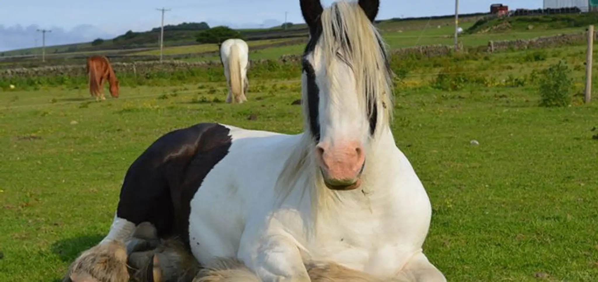 Moorwood Livery Yard Sheffield
