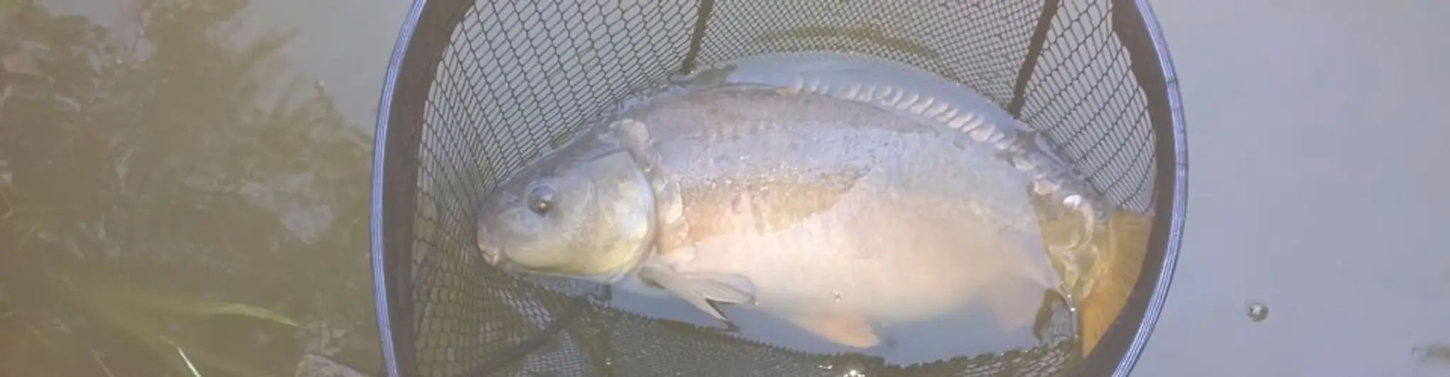 Hillside Fishing Pool