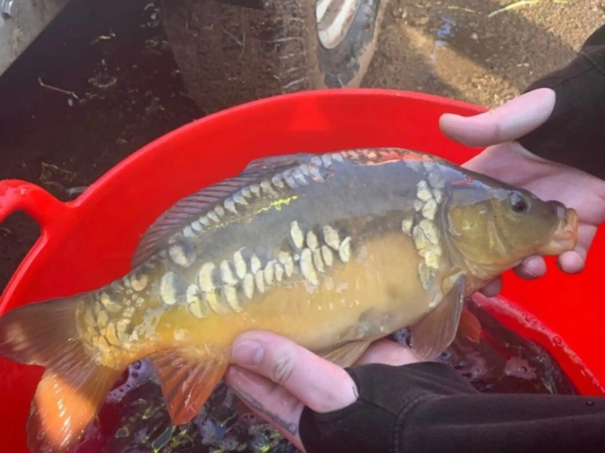 Bridgwater Angling Association Ltd