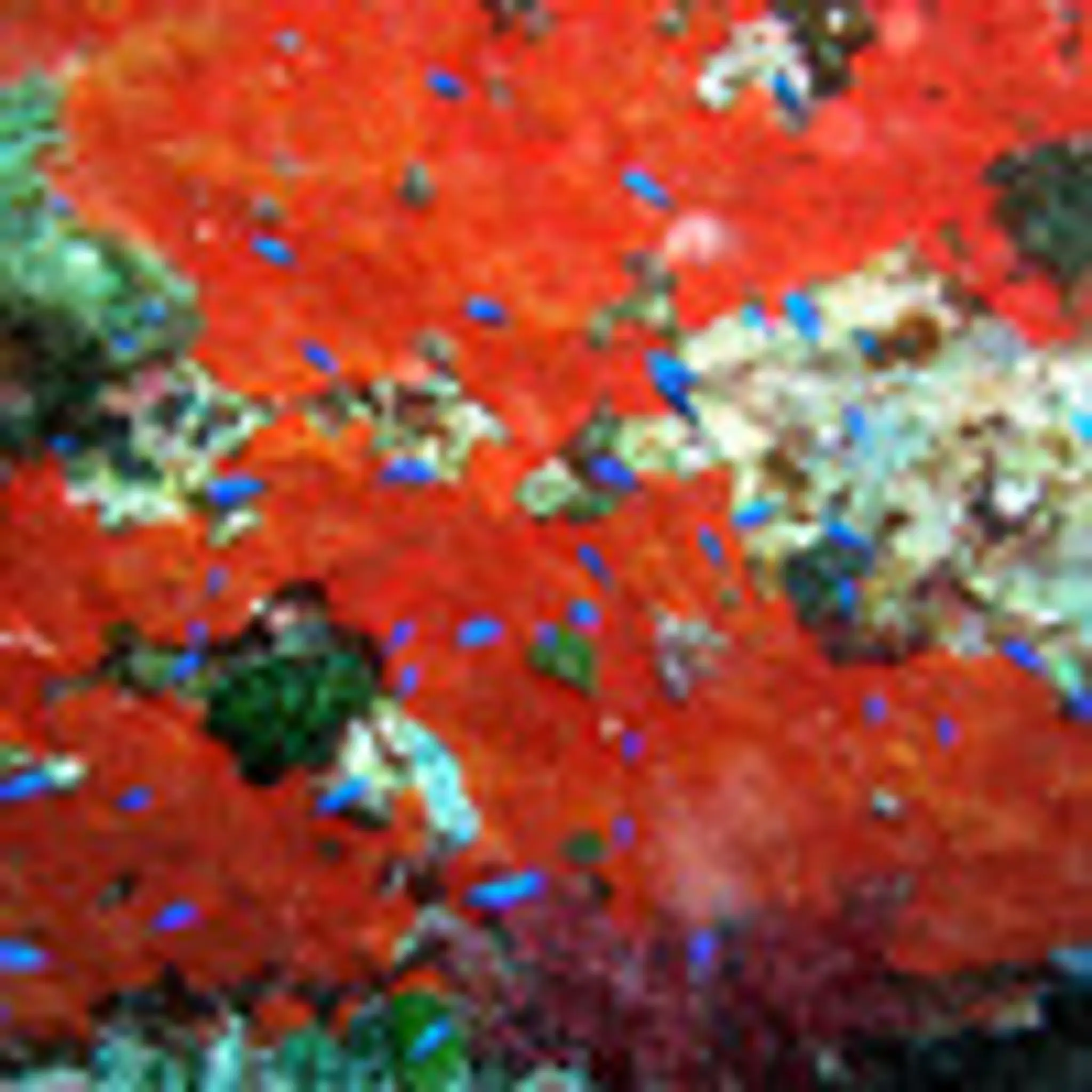 Poseidon Diving & Snorkeling in Nice