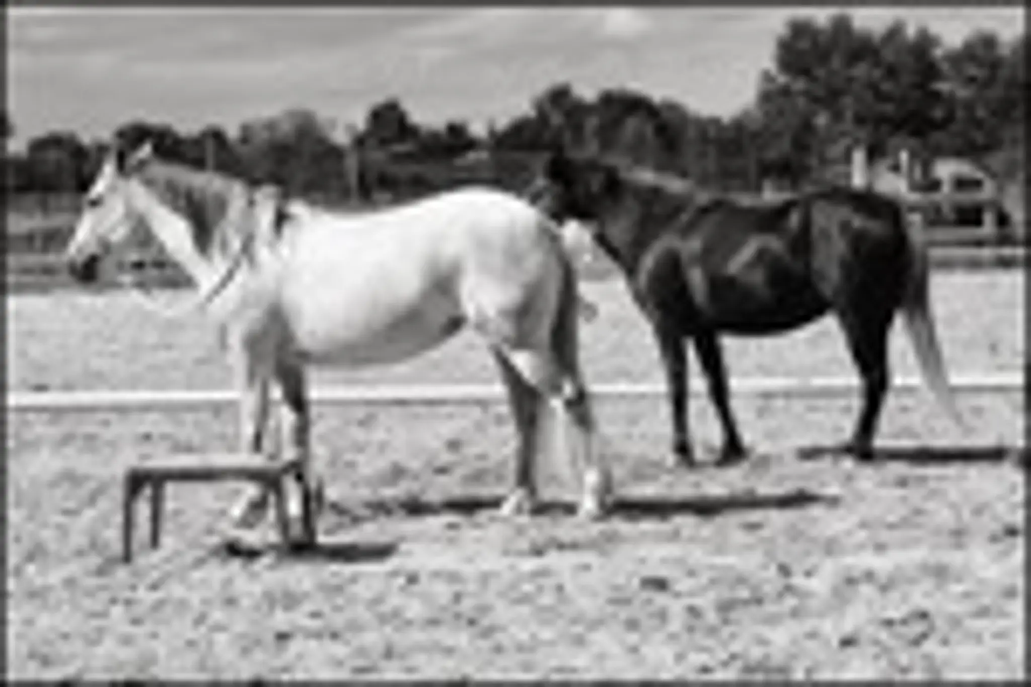 PONEY 2000