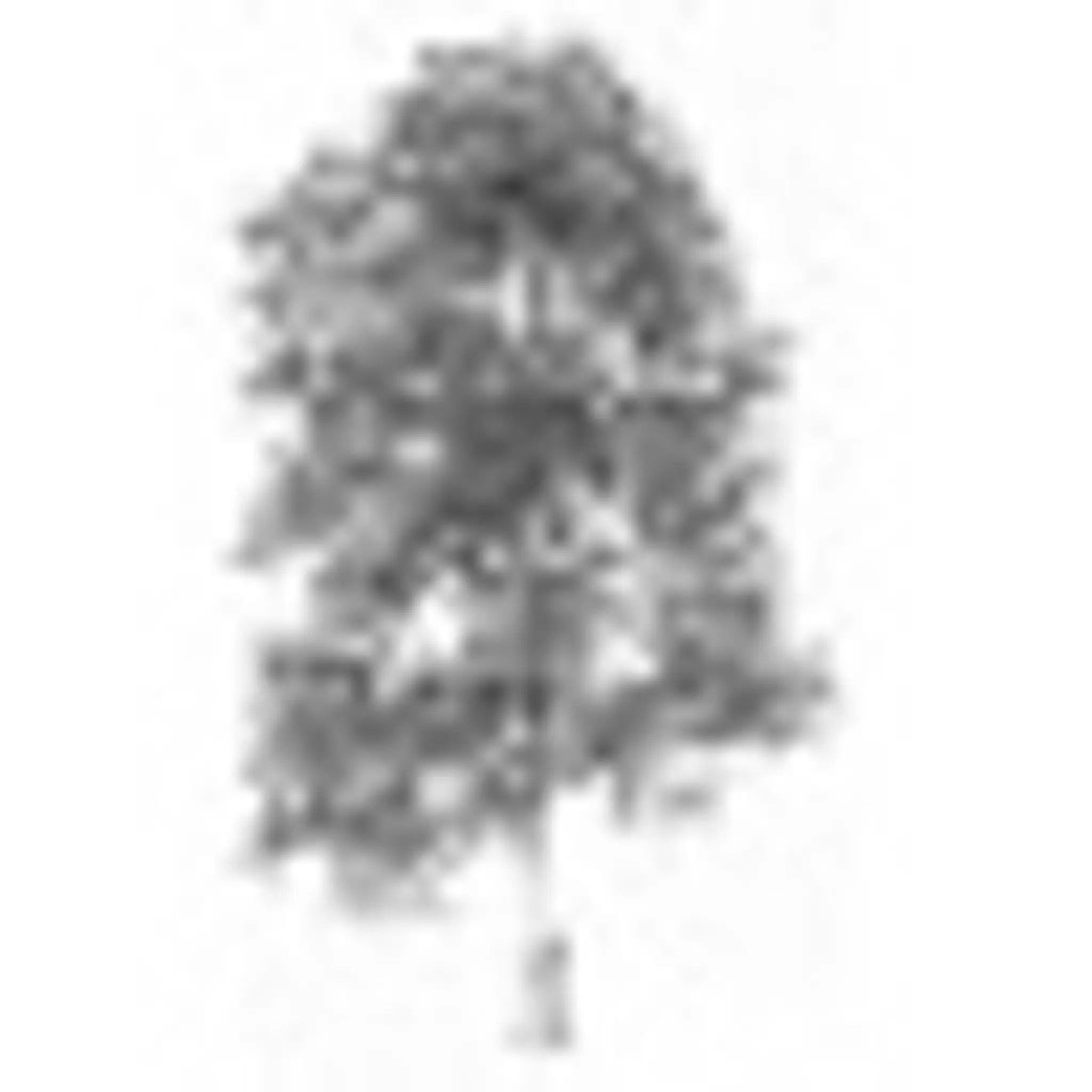 Broadbottom Cricket Club