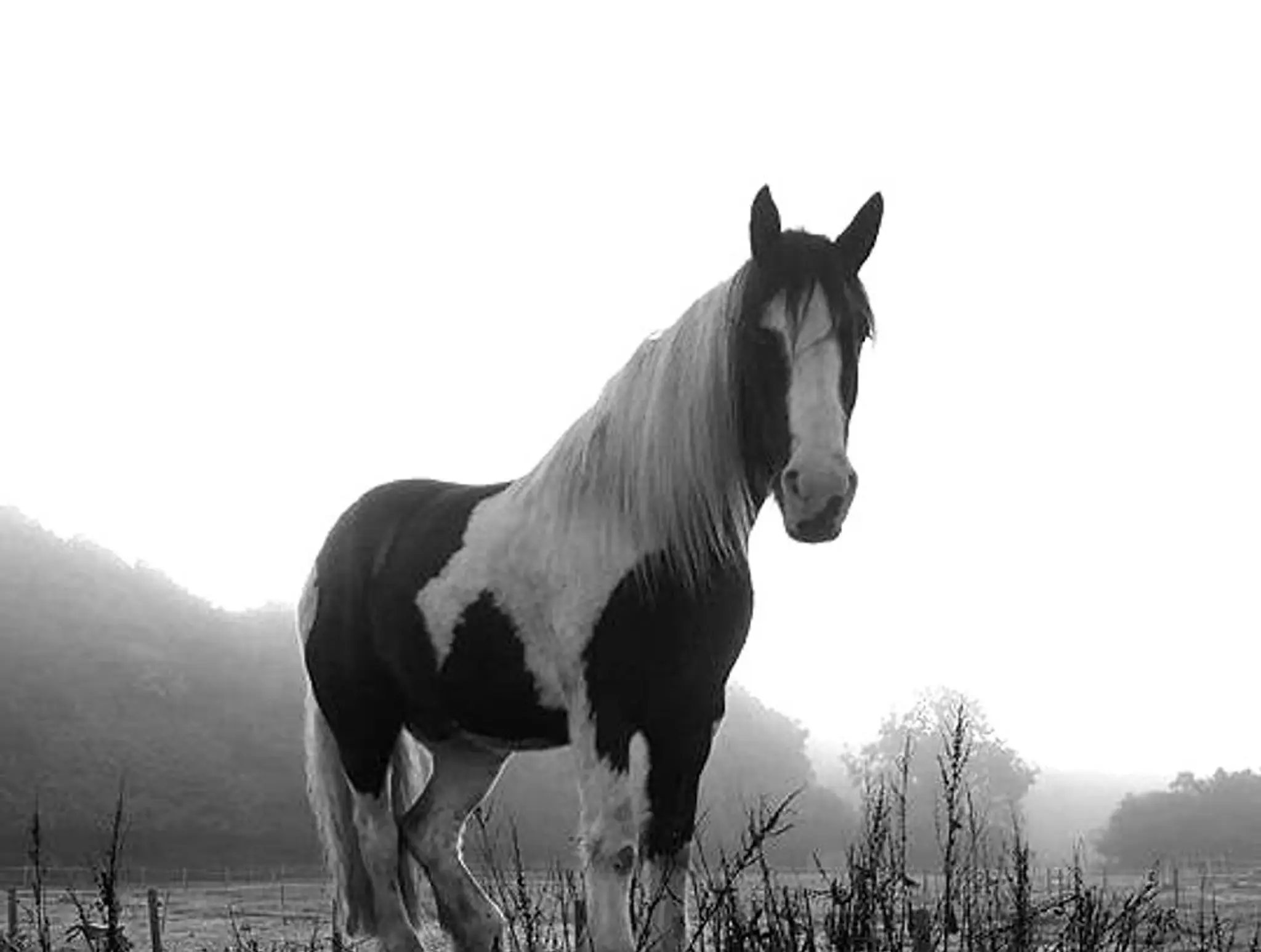 Nedge Farm Riding Centre and Retail