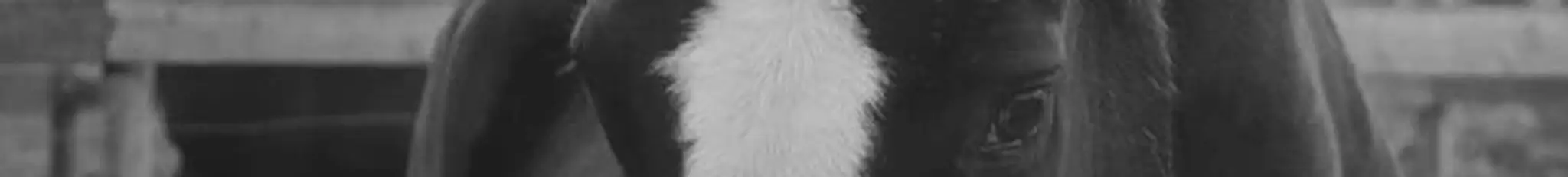 Practical Horsemanship Academy i