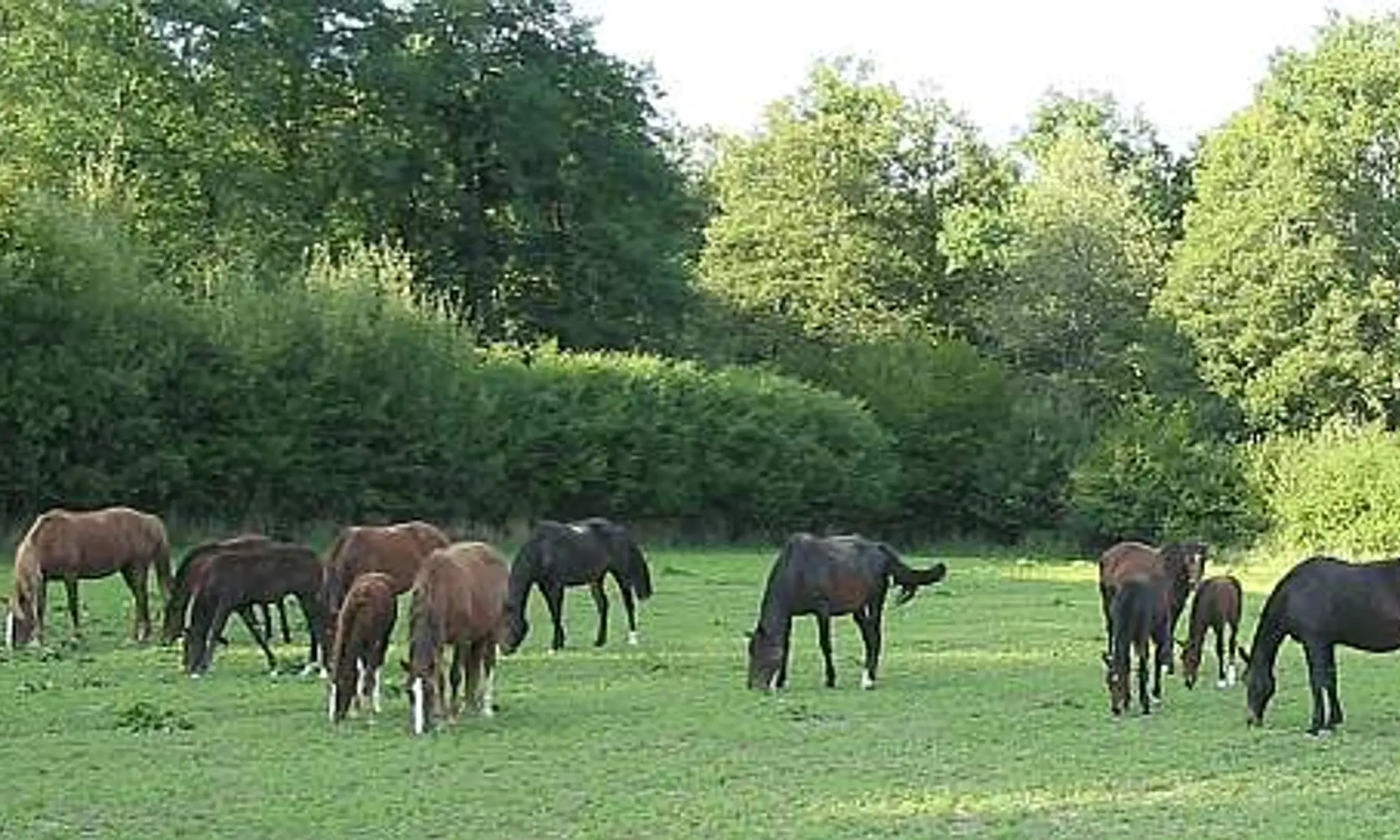 Elevage de chevaux de Montflix