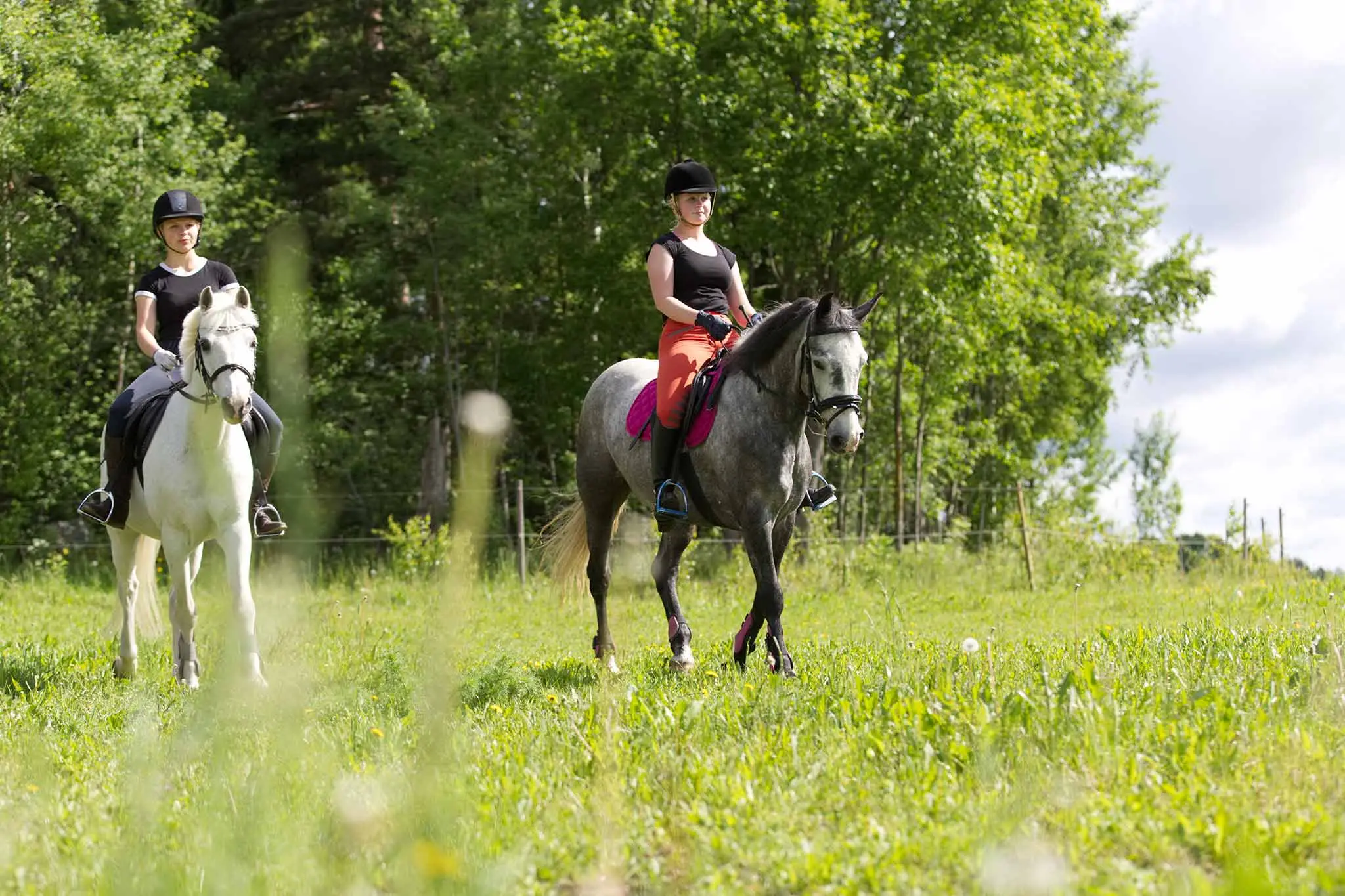 Australian Baroque Riding Academy