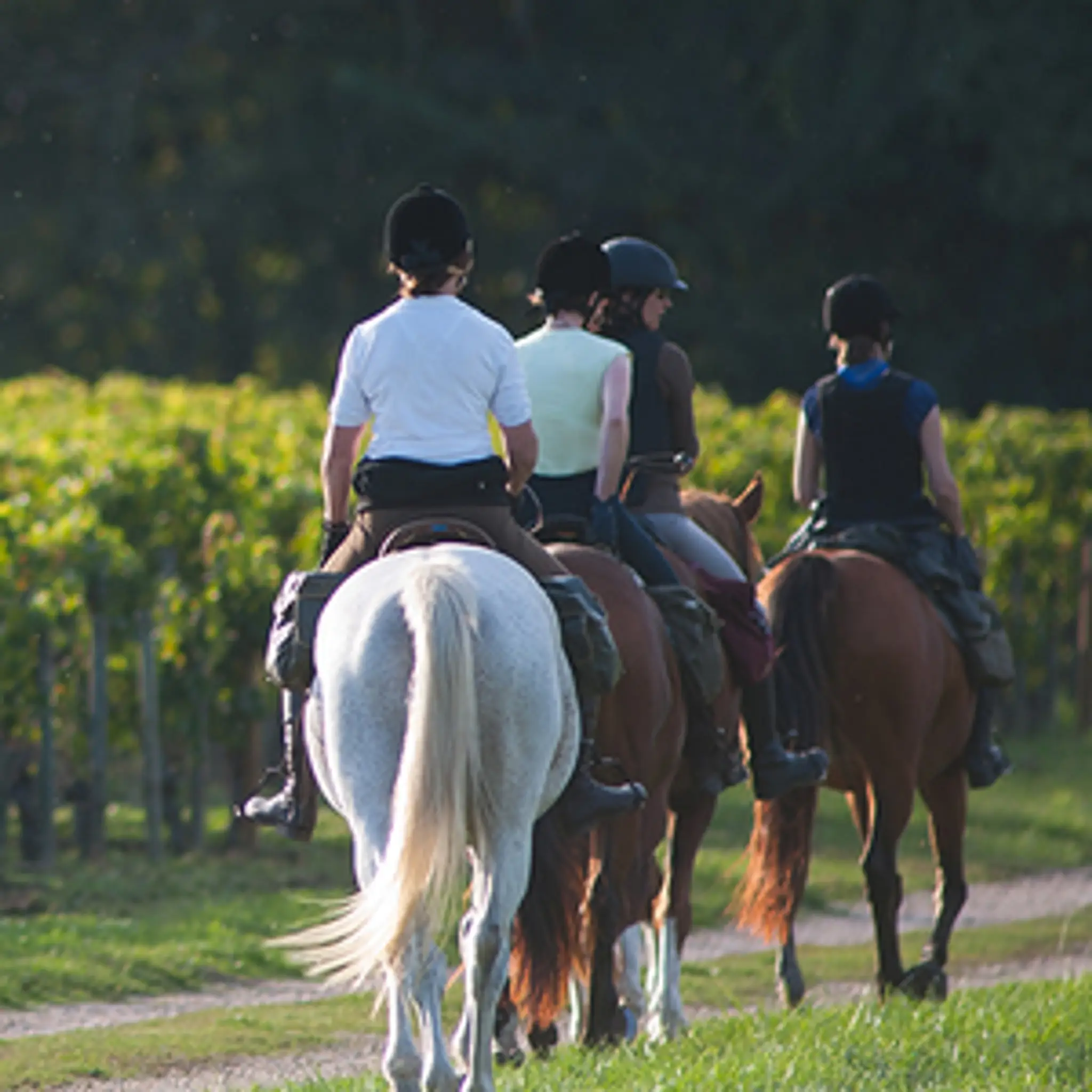 Equestrian Center De Pissos
