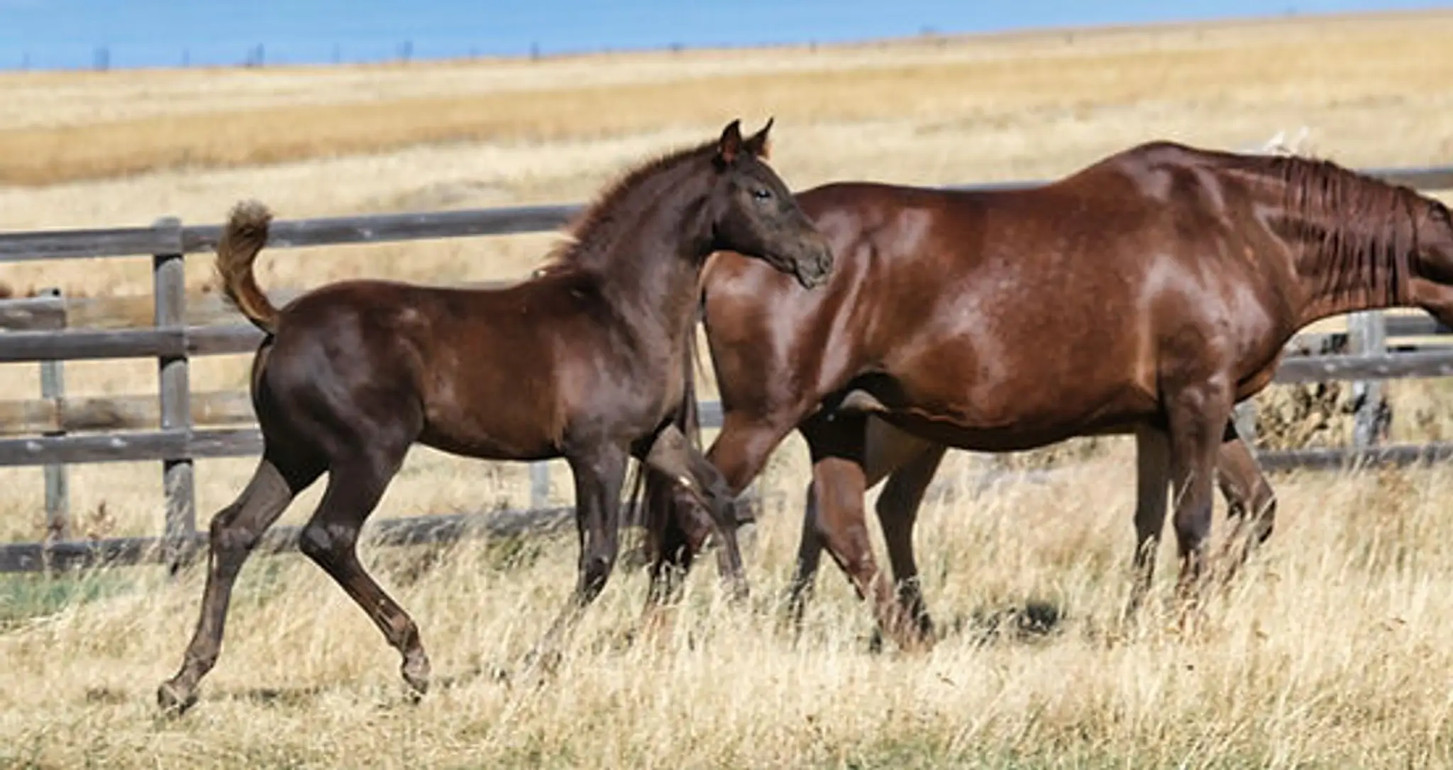 Country Haven Stables