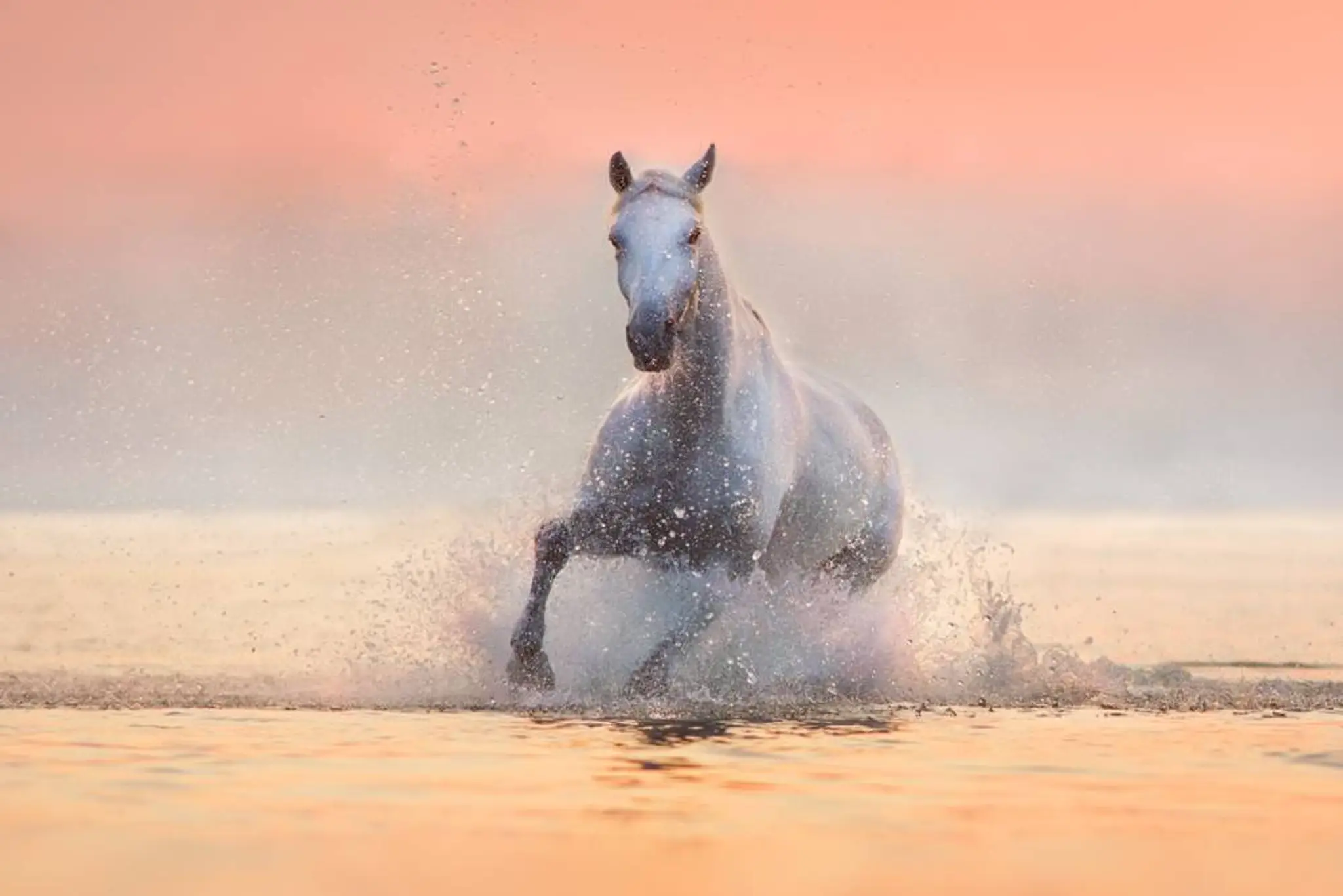 Stables Du Prégraslon