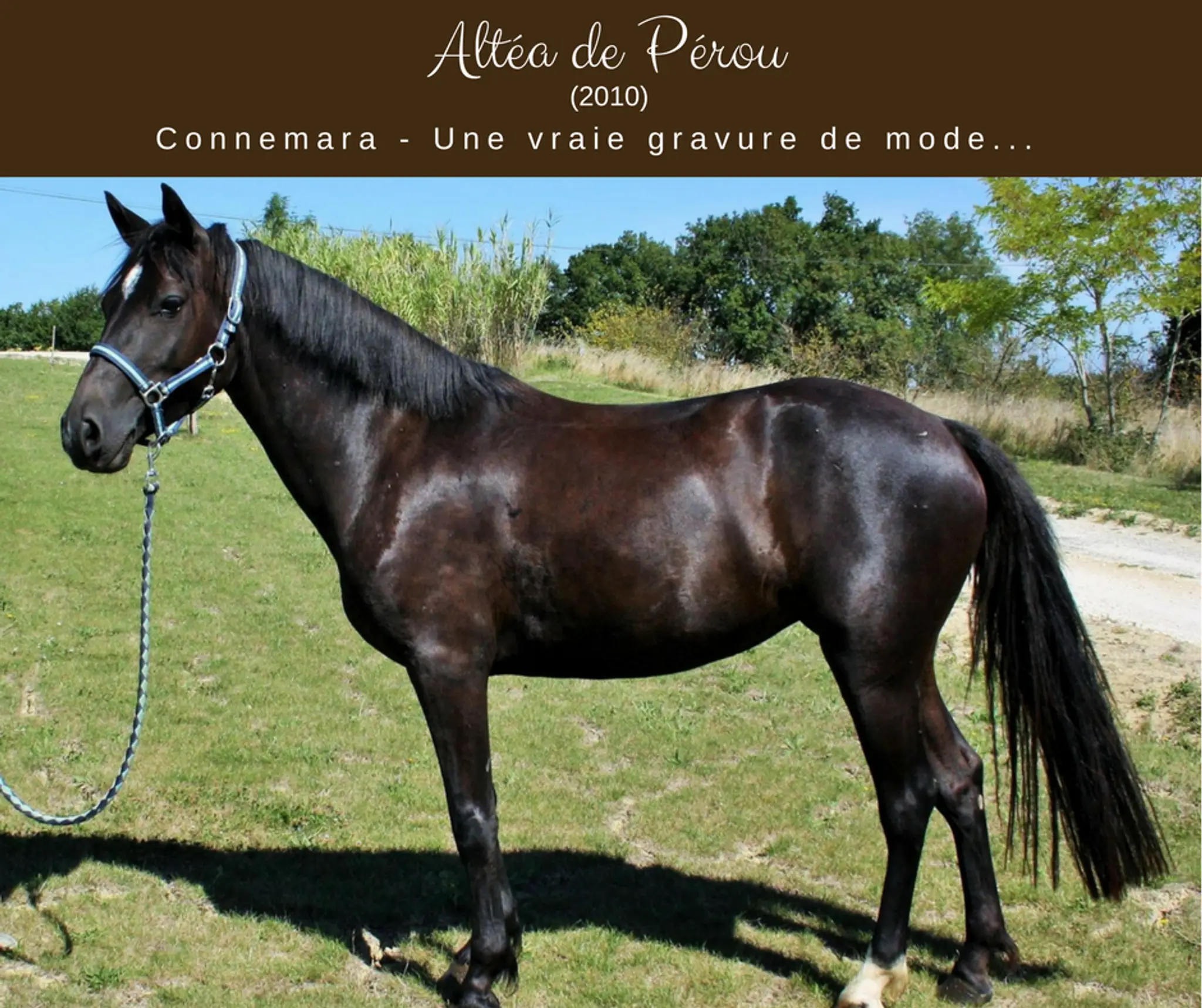 Ecuries Chevalons Ensemble