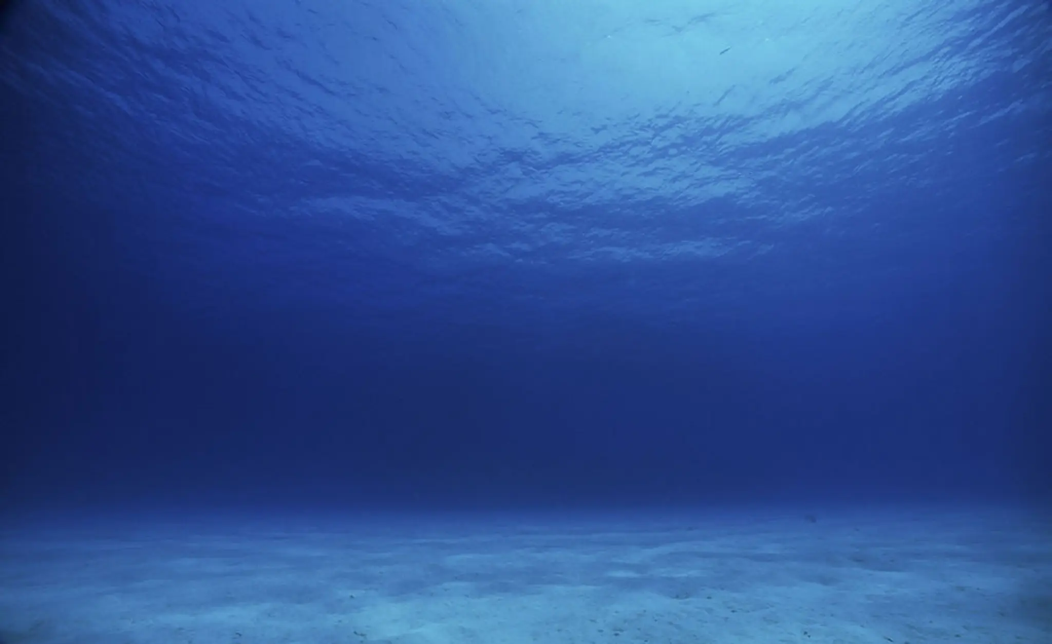 Bleu Marine Plongée