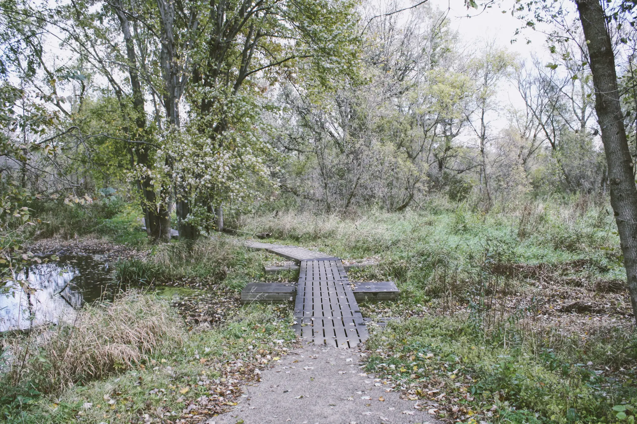 Lions Pool Woodstock