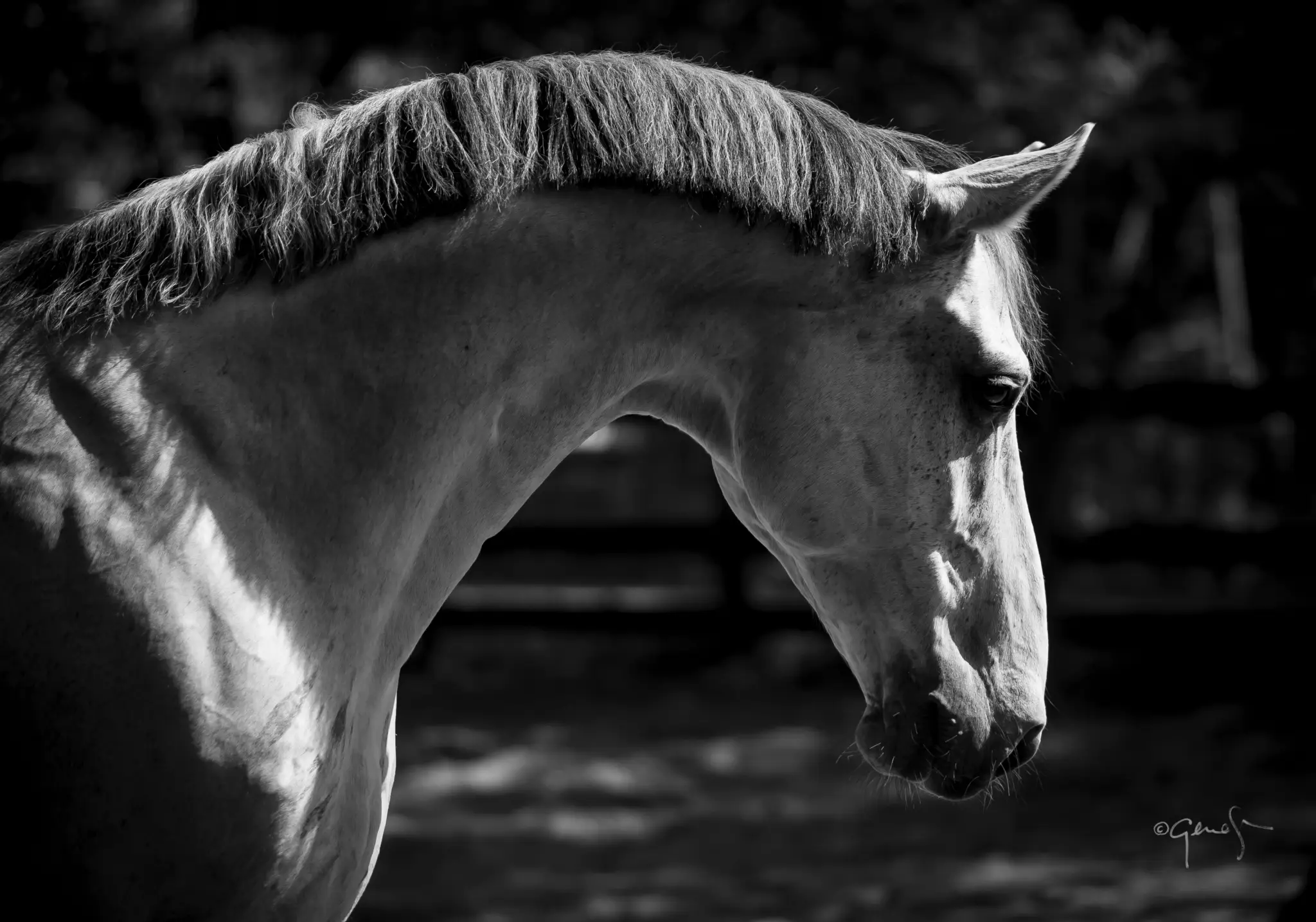 MASSA Horses