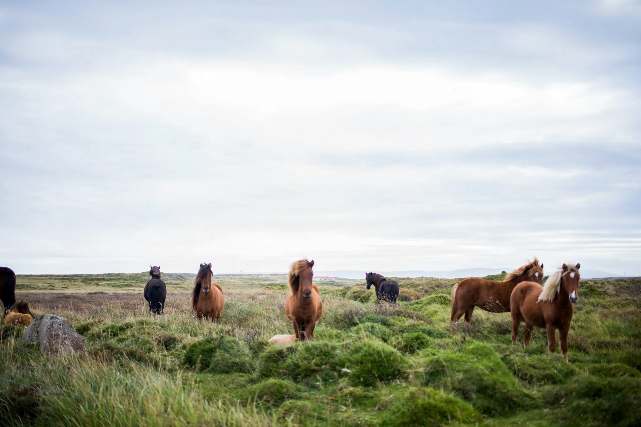 Ultra Equine