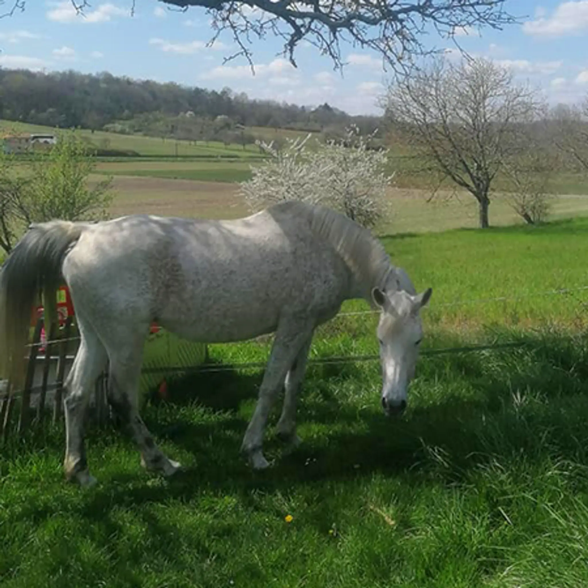 Les écuries de Lumeuil