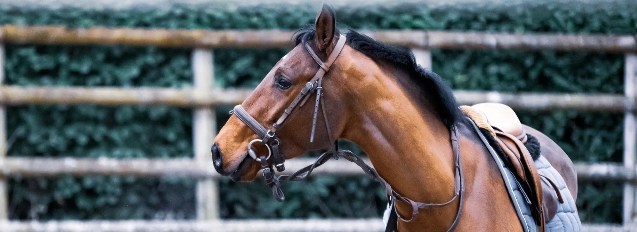 Barnfields Riding Stables