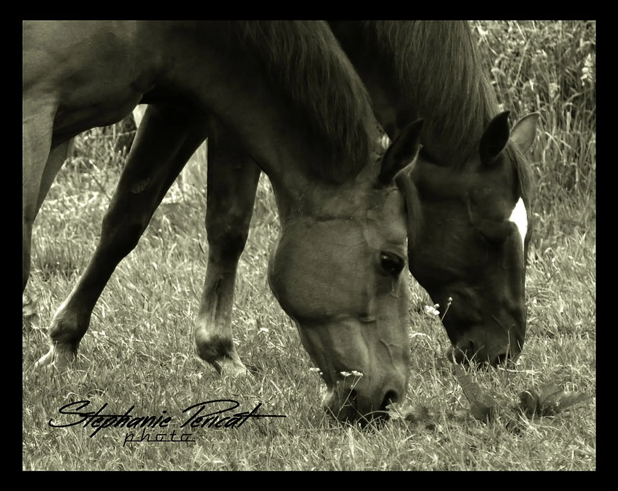 Normandy West Horse, Entreprise Individuelle