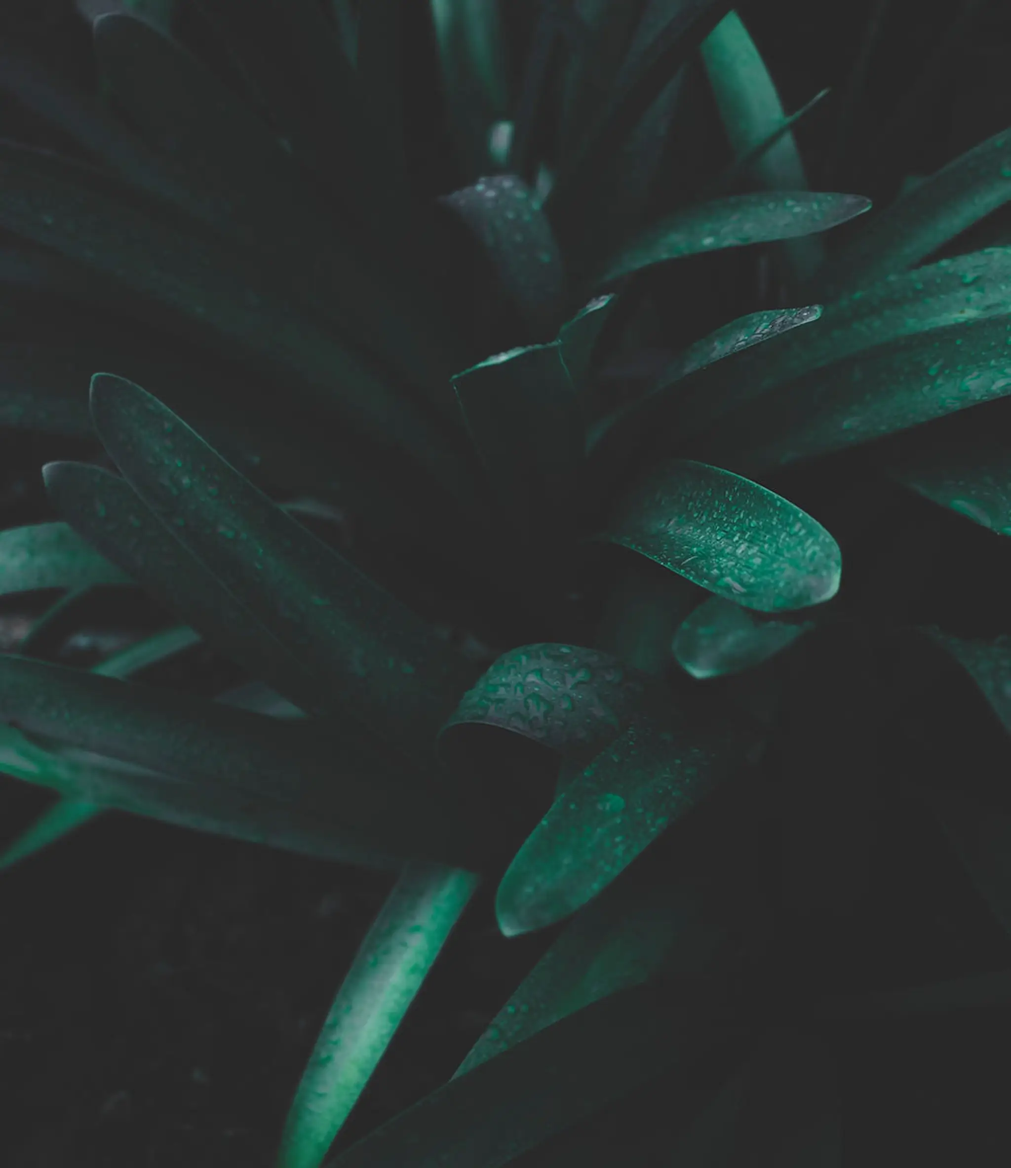 Jessica Guastella Dance