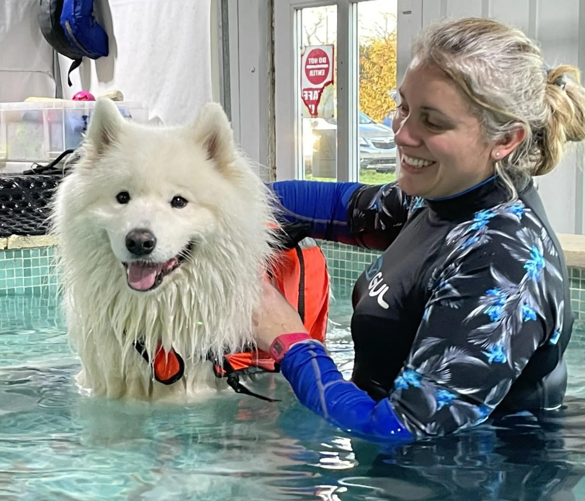 The Small Animal Clinic Canine Hydrotherapy and Animal Massage