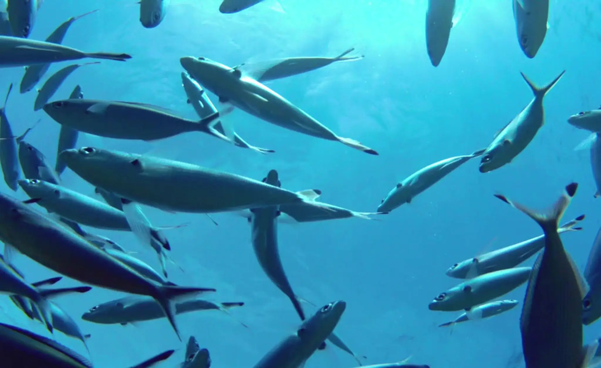 Dirty Adventures Scuba