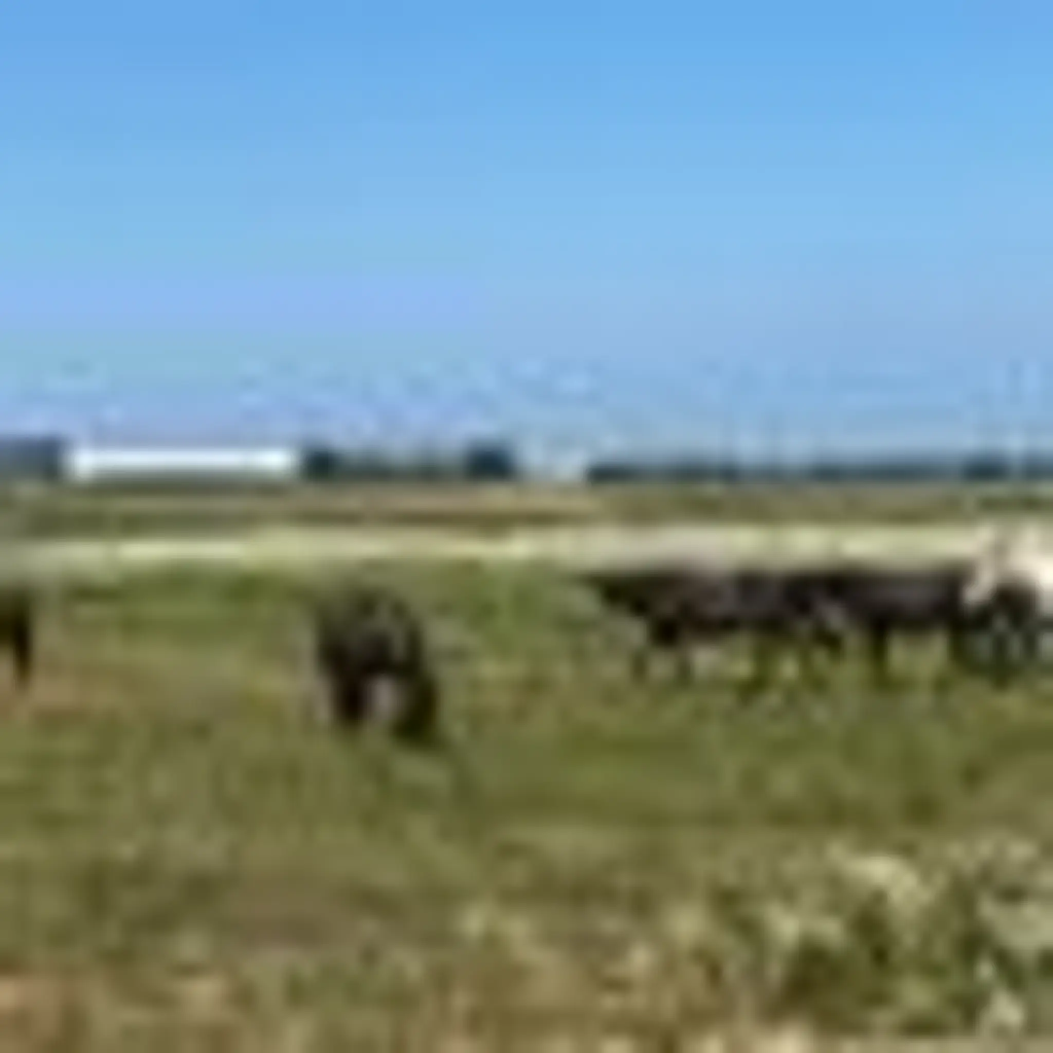 Pony Pals Therapeutic Riding Assn