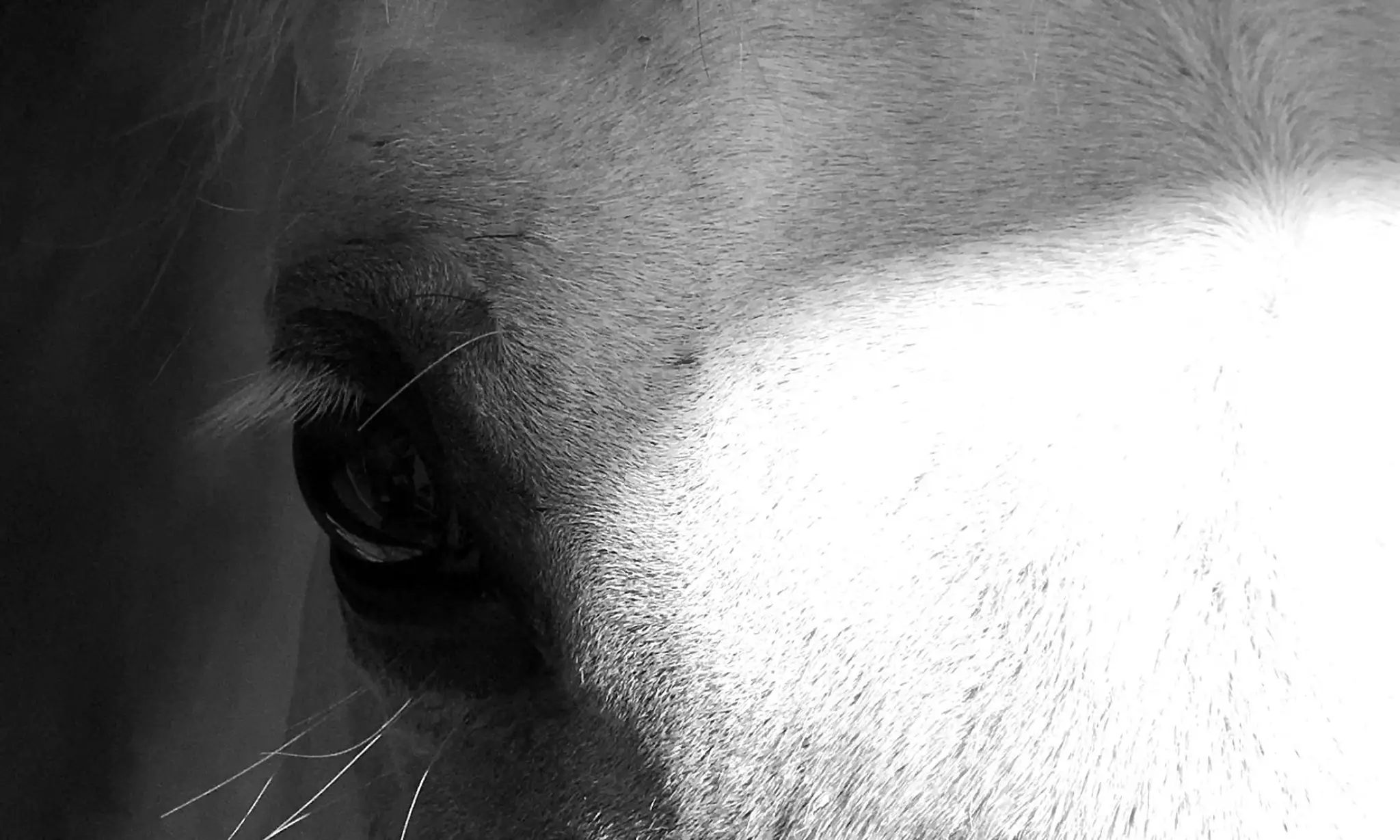 Le Cheval Avec Vous