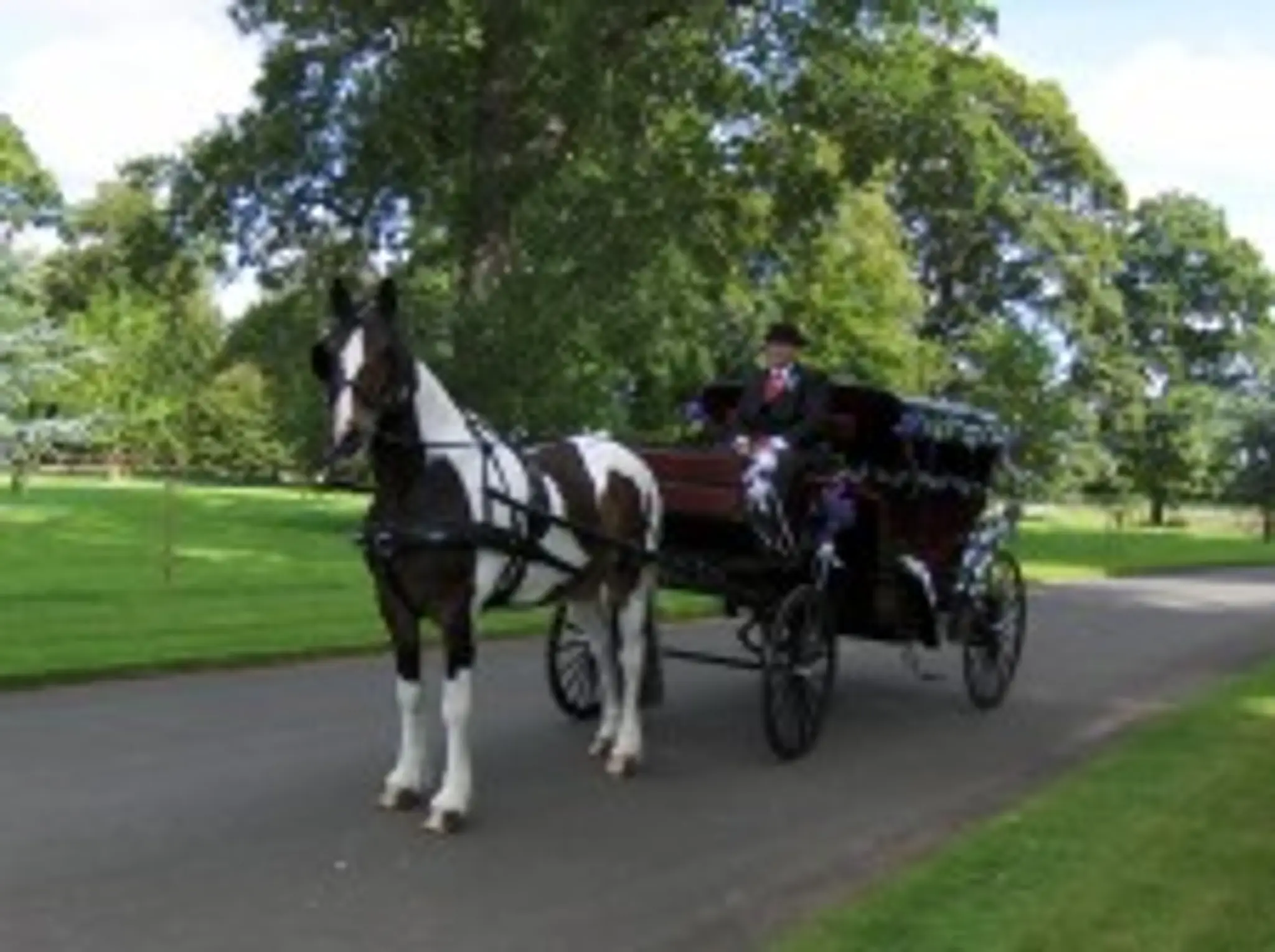 Studlearoyal Horse Drawn Carriage Ltd