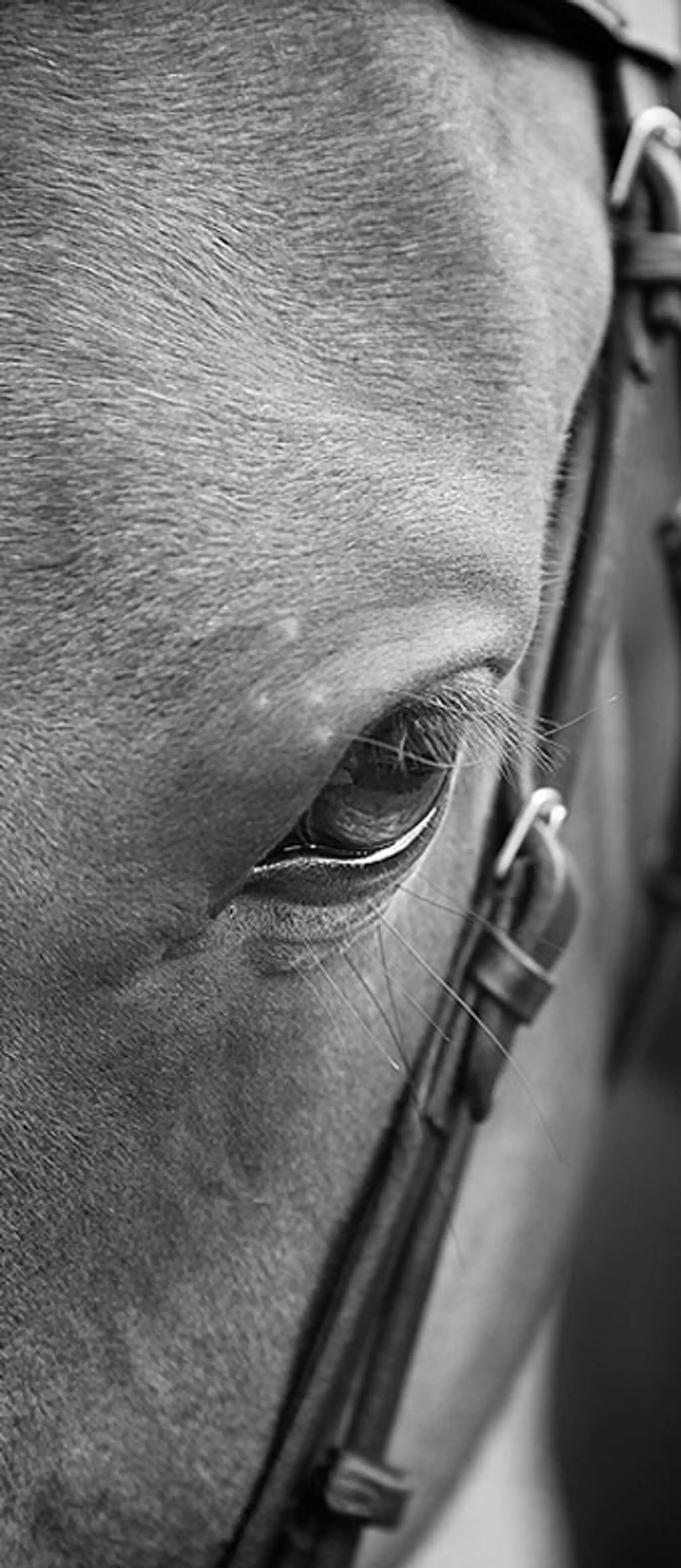 Dickey Steps Riding School