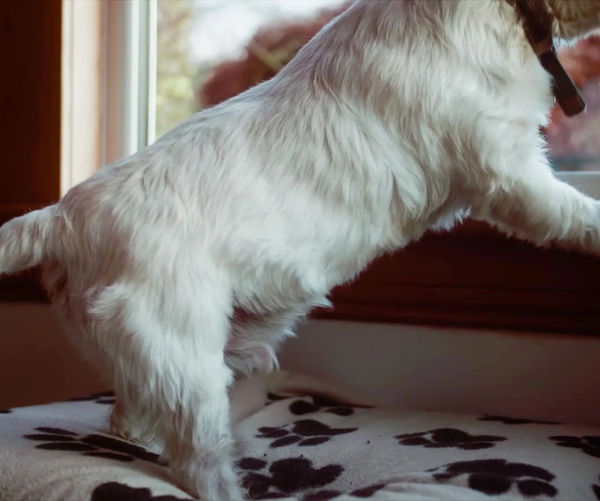 Emersons Pet Centre - Felling