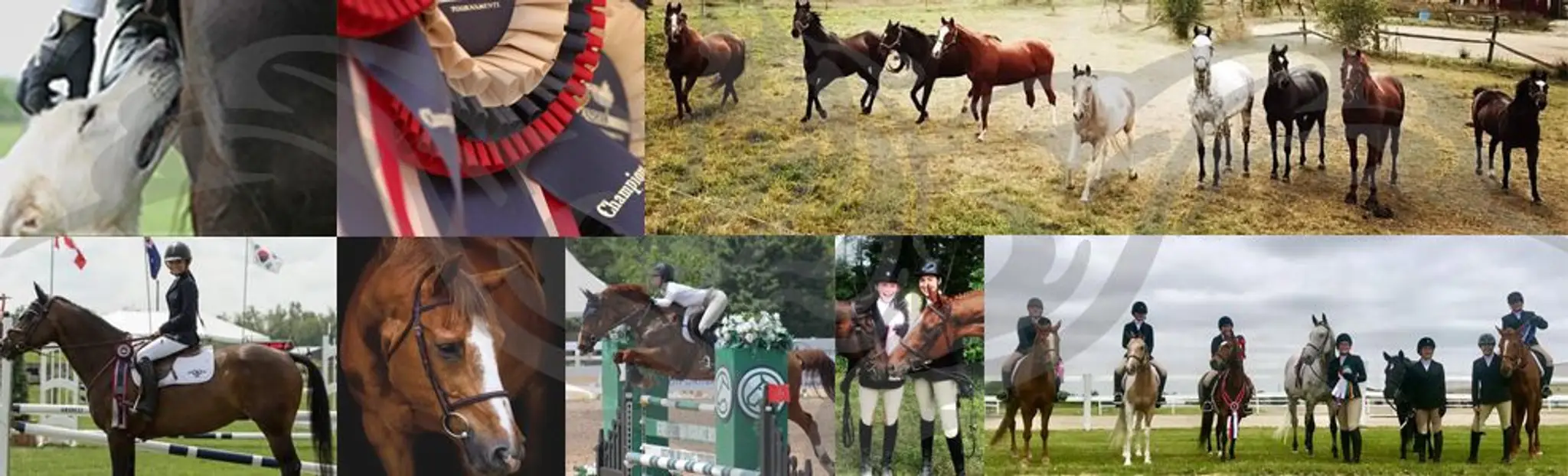 Golden Gate Equestrian