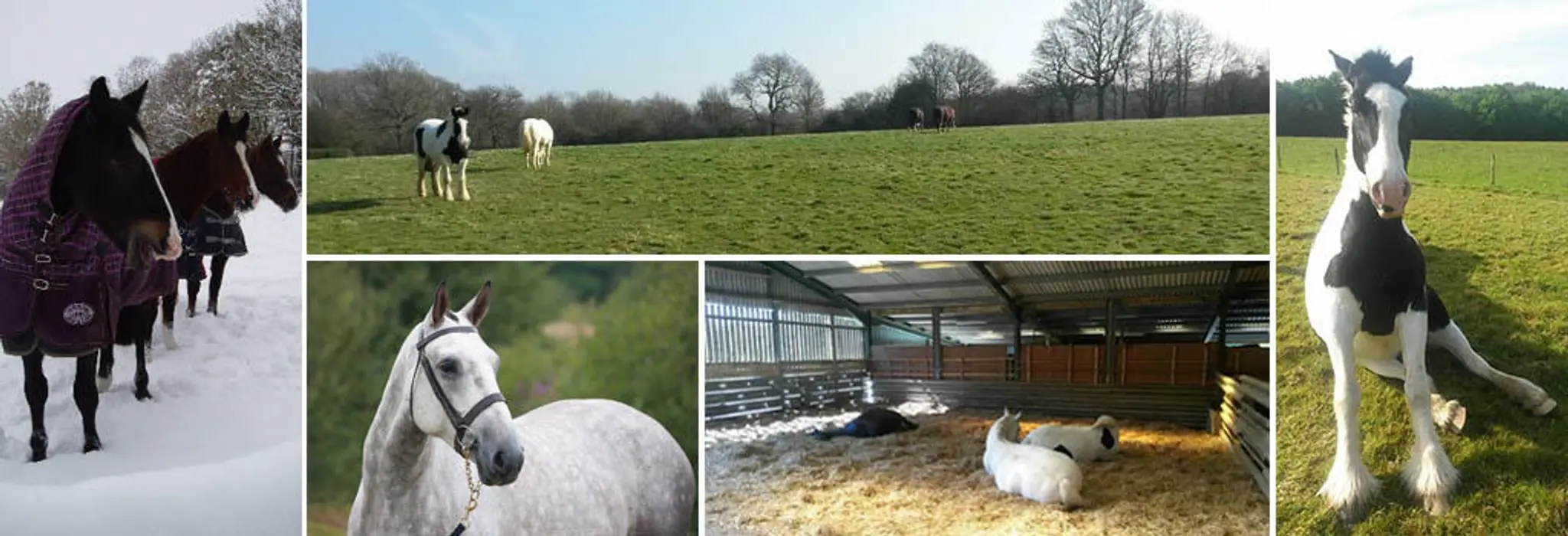 Maple Farm Liveries and Stables