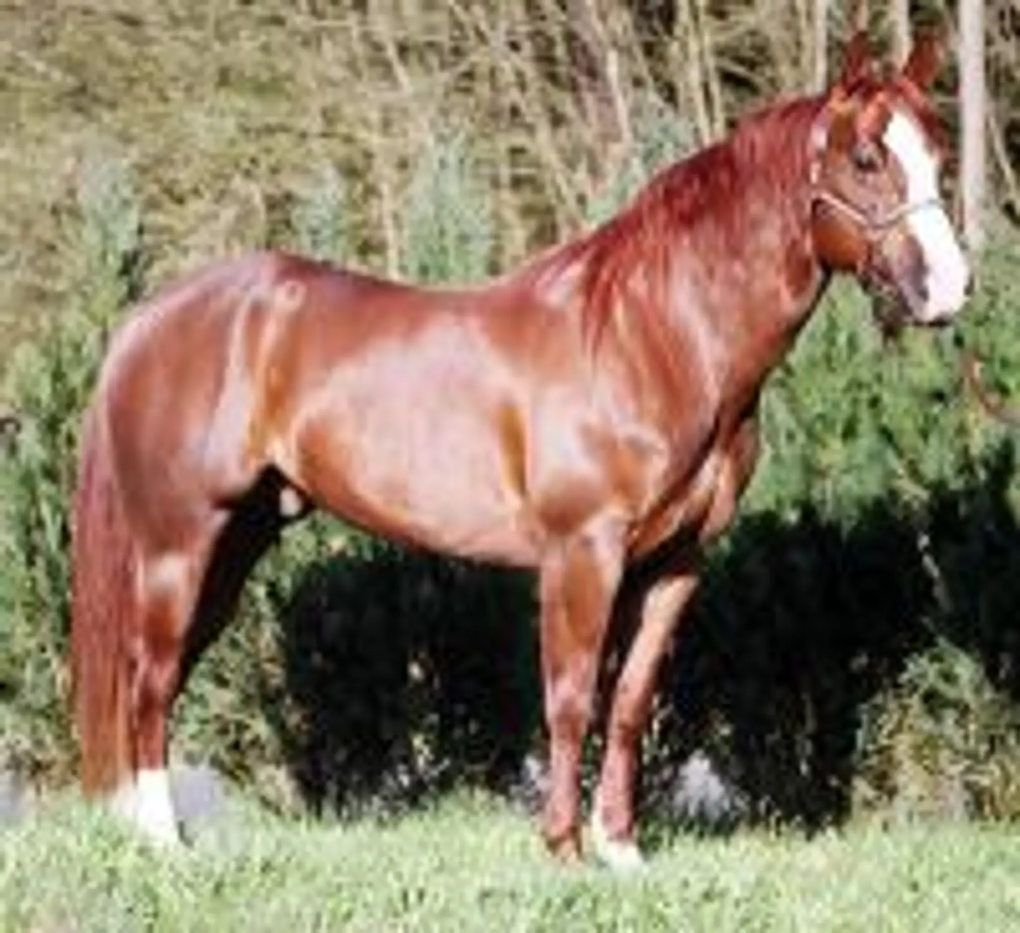 Art Quarter Horse