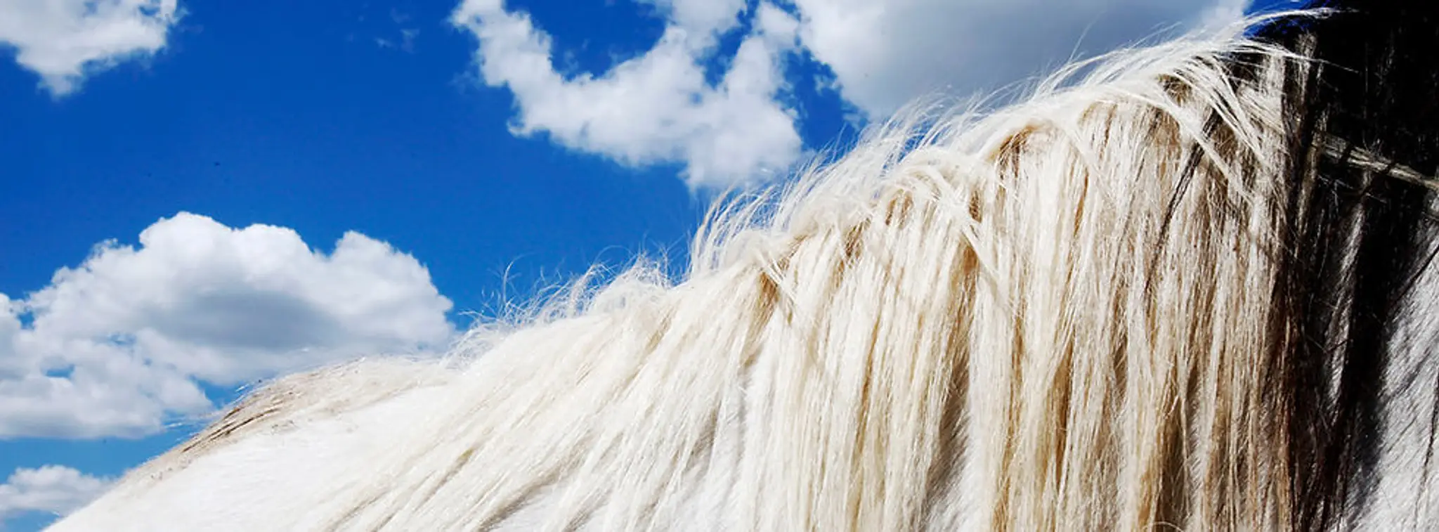 Maywood Equestrian & Horse Riding School