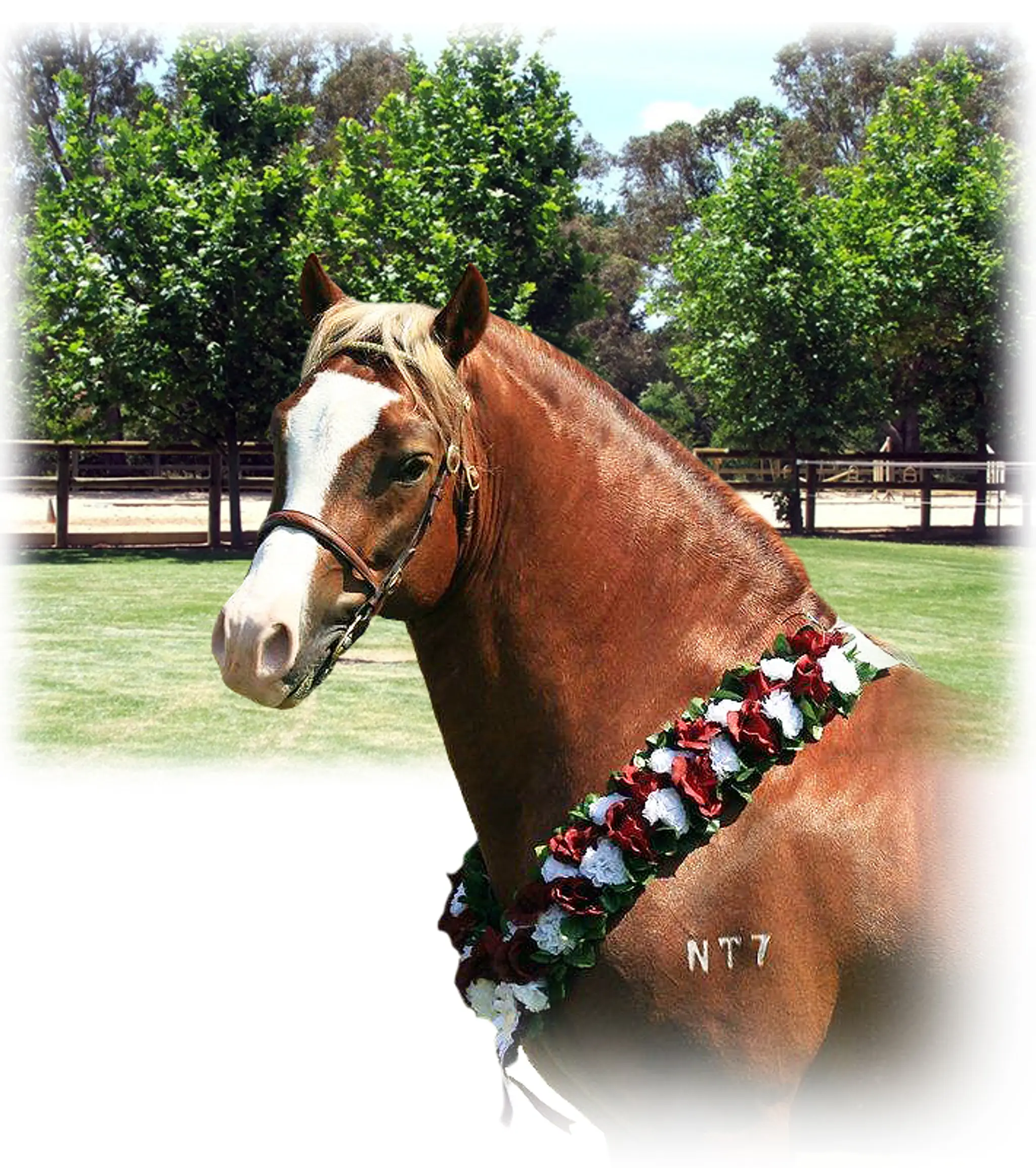 Wexford Park Riding School
