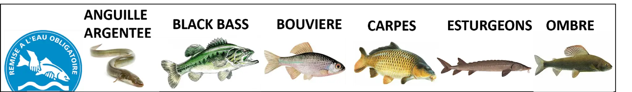 Etangs de Saint Eman - Les Brochetons d'Illiers