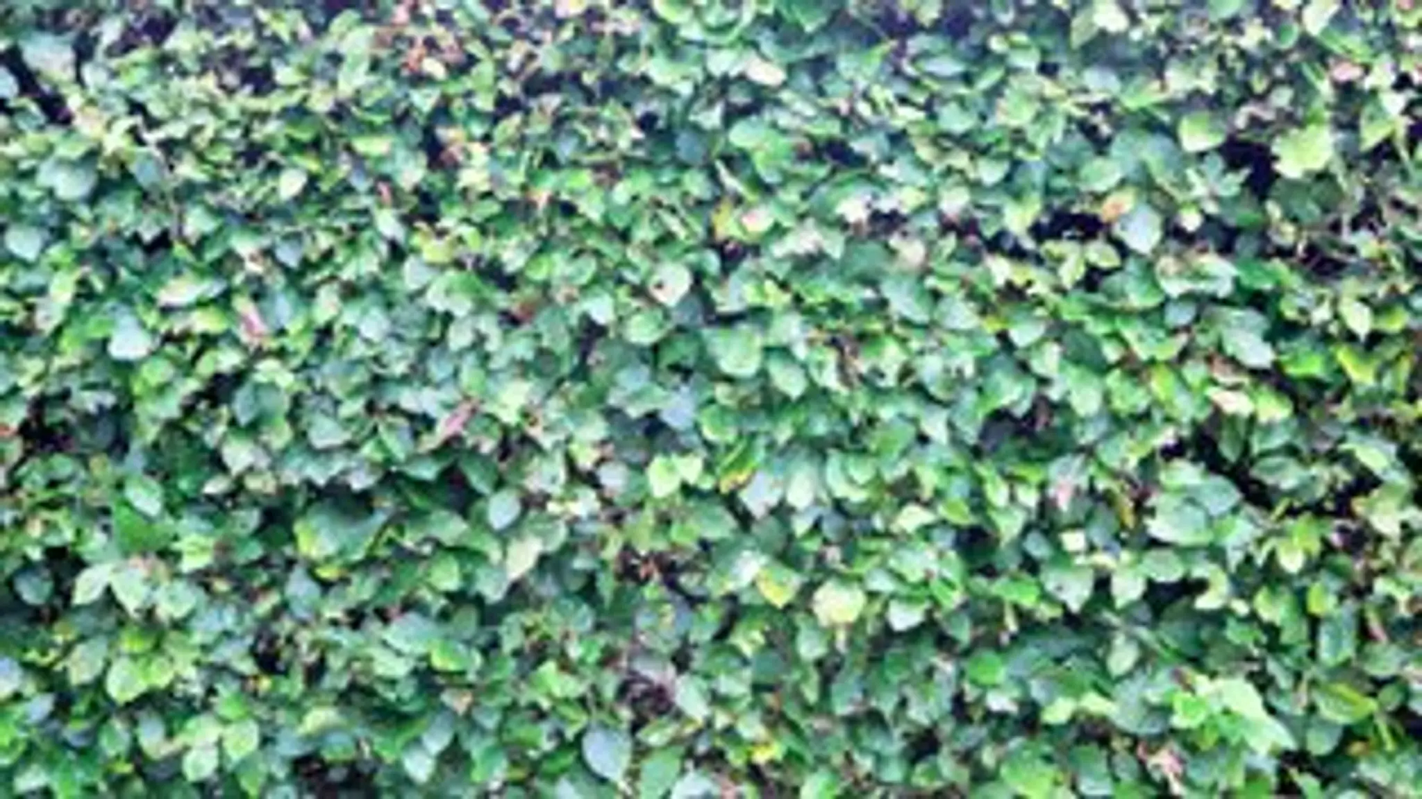 Underbank Rangers ARLFC